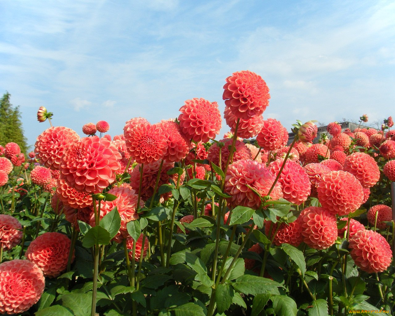 цветы, георгины