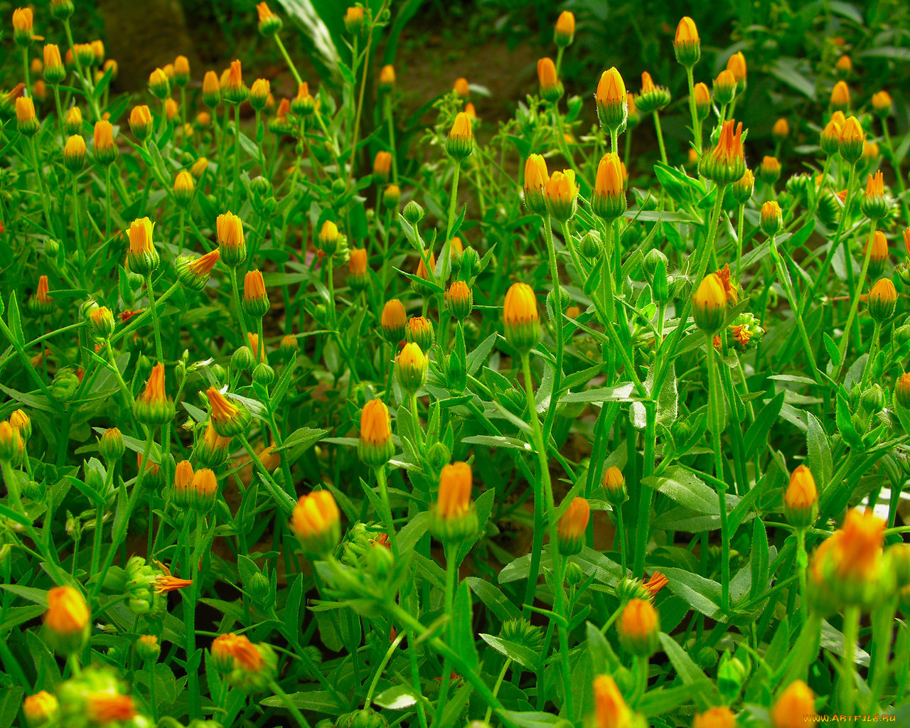 цветы, календула