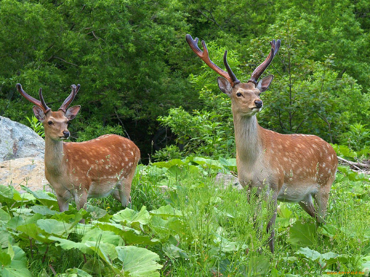 животные, олени