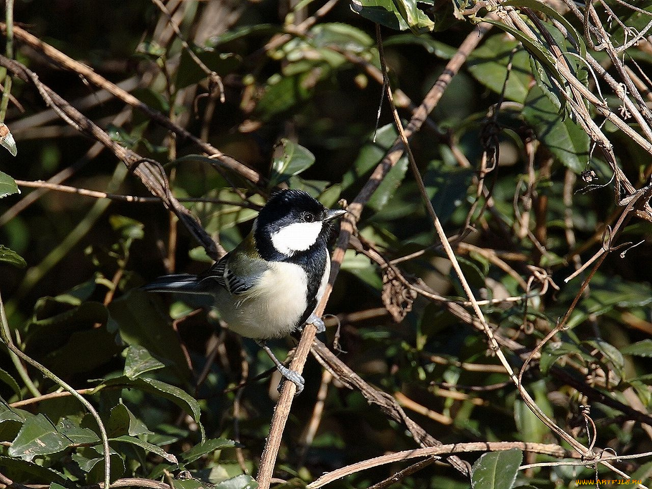 животные, синицы, лазоревки