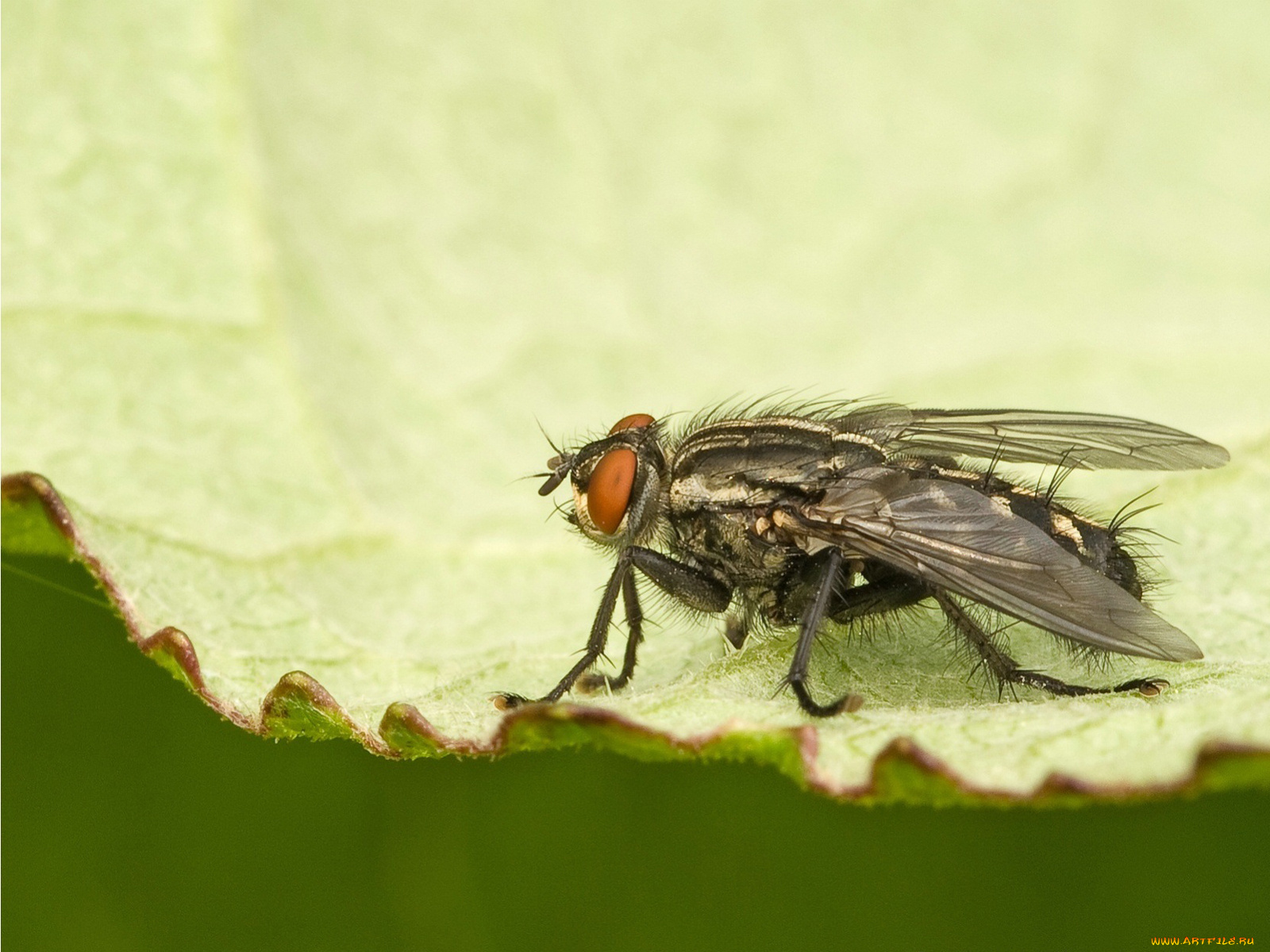 животные, насекомые