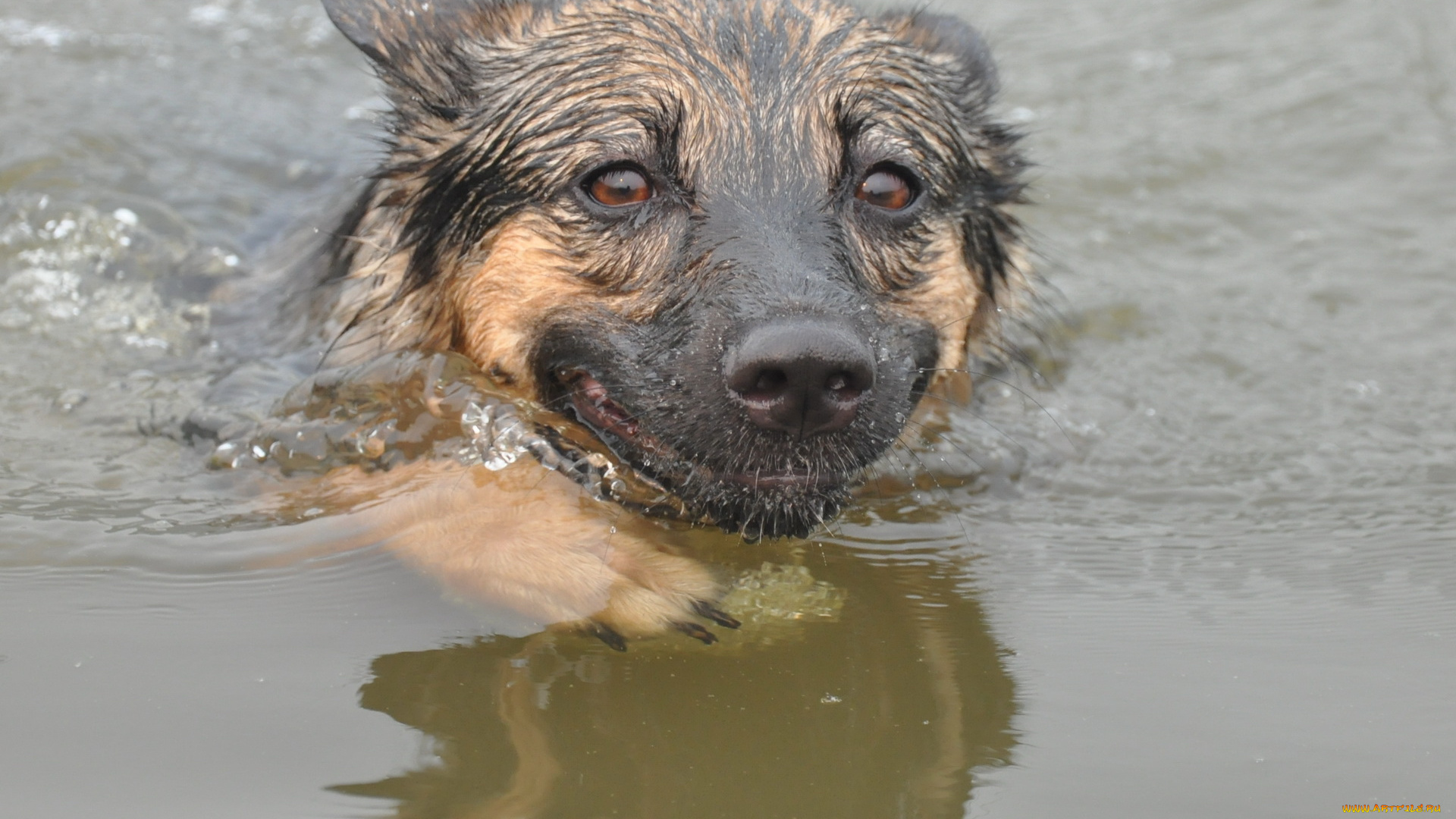 животные, собаки