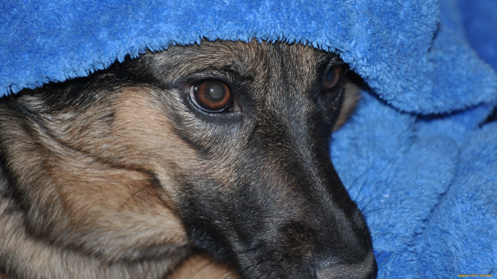 животные, собаки