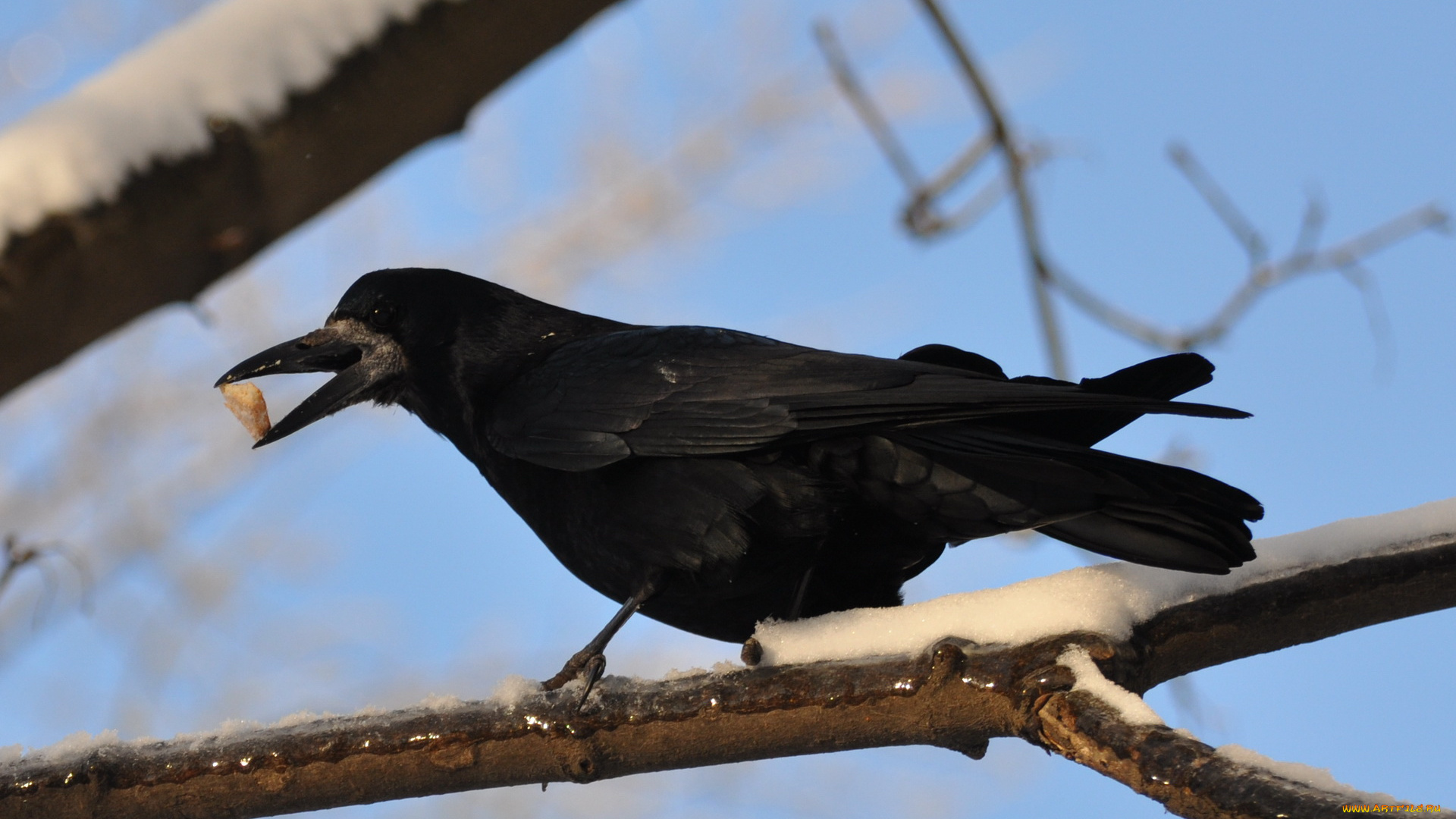 животные, вороны, грачи, галки