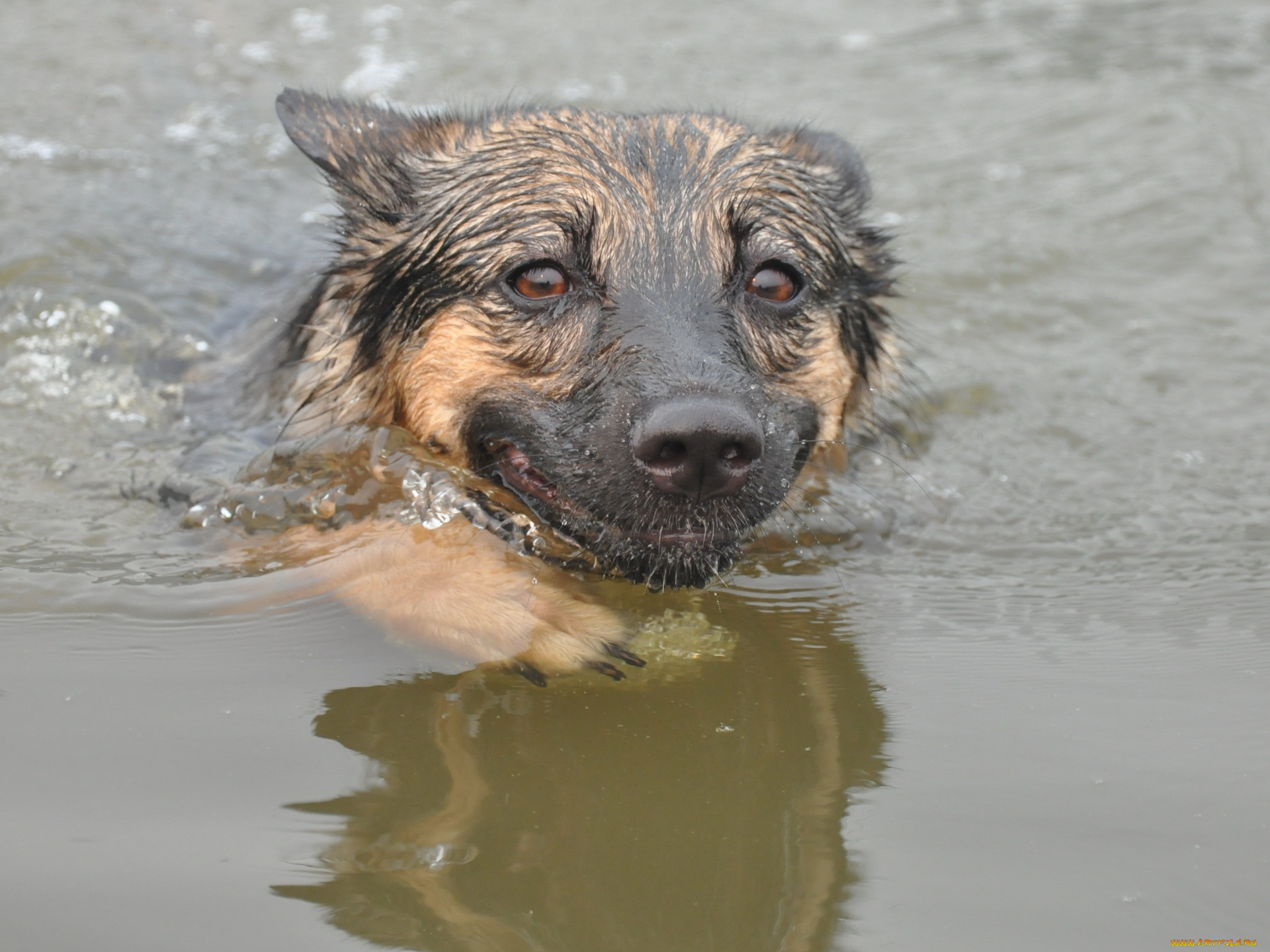 животные, собаки