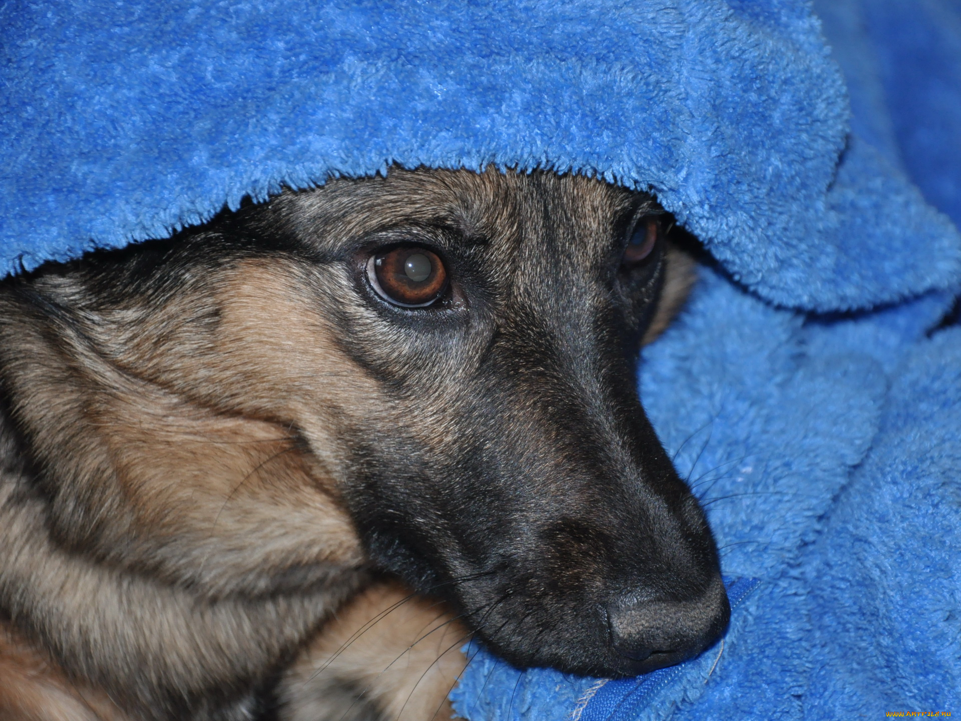 животные, собаки