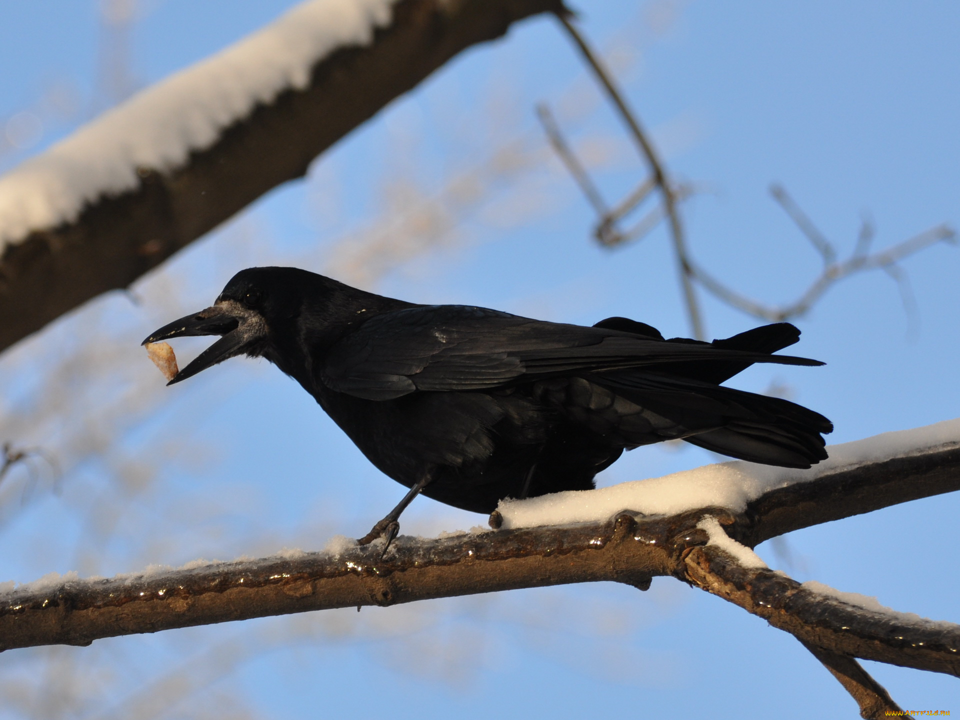 животные, вороны, грачи, галки