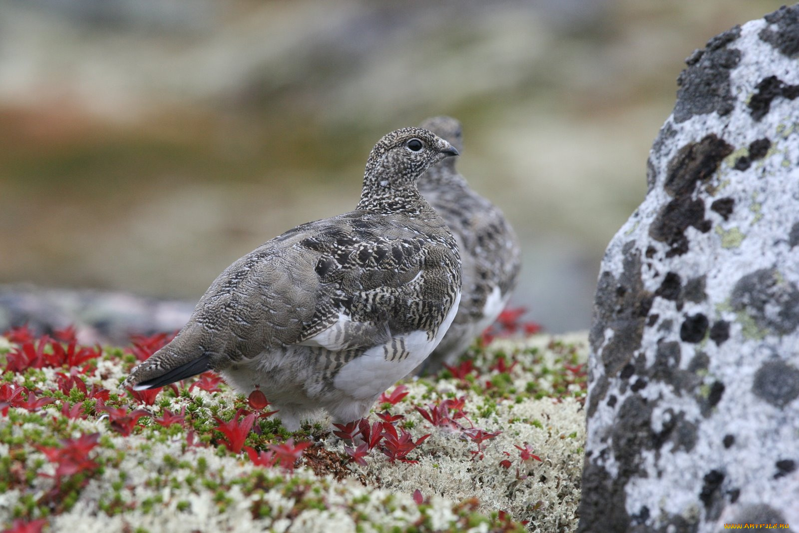 животные, куропатки, рябчики, перепела, куропатка