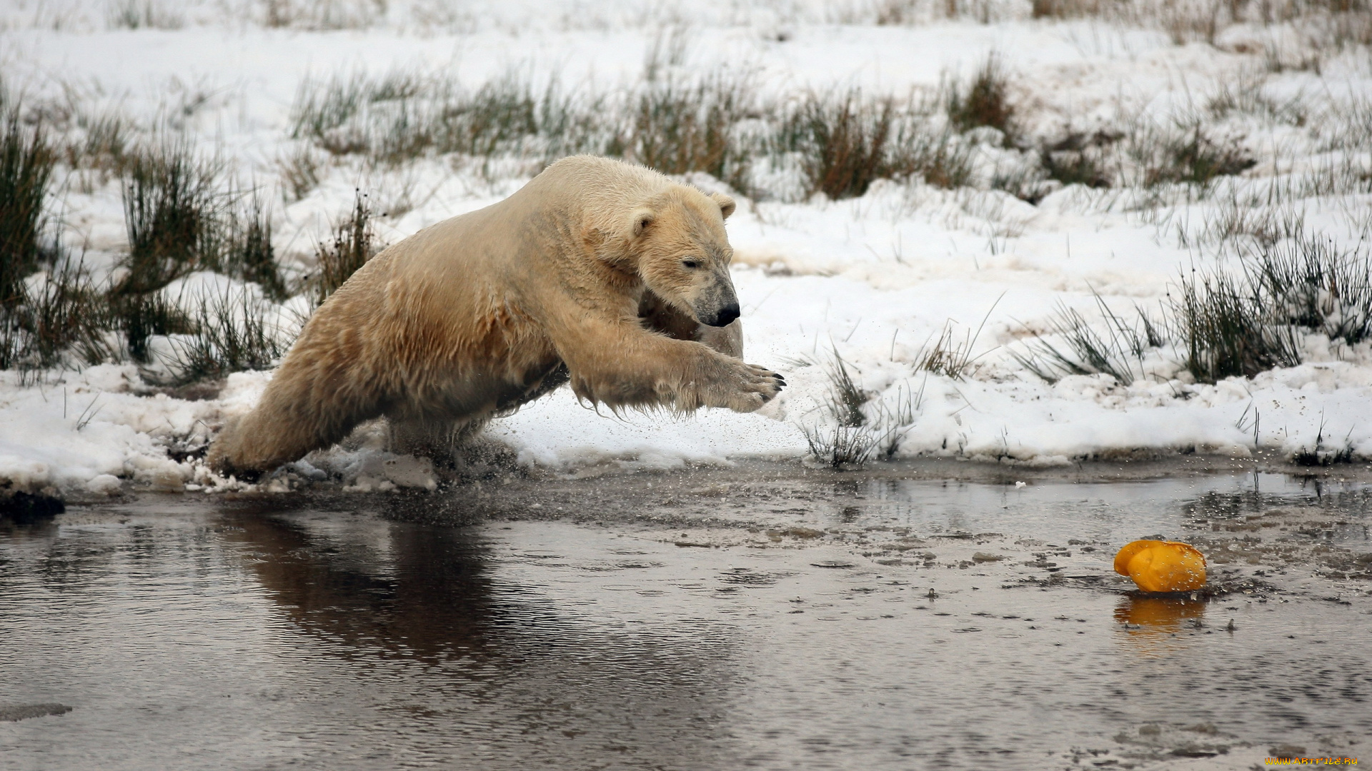 животные, медведи, белый, медведь