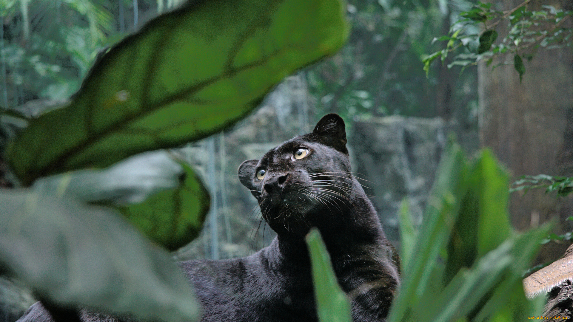 животные, пантеры, джунгли