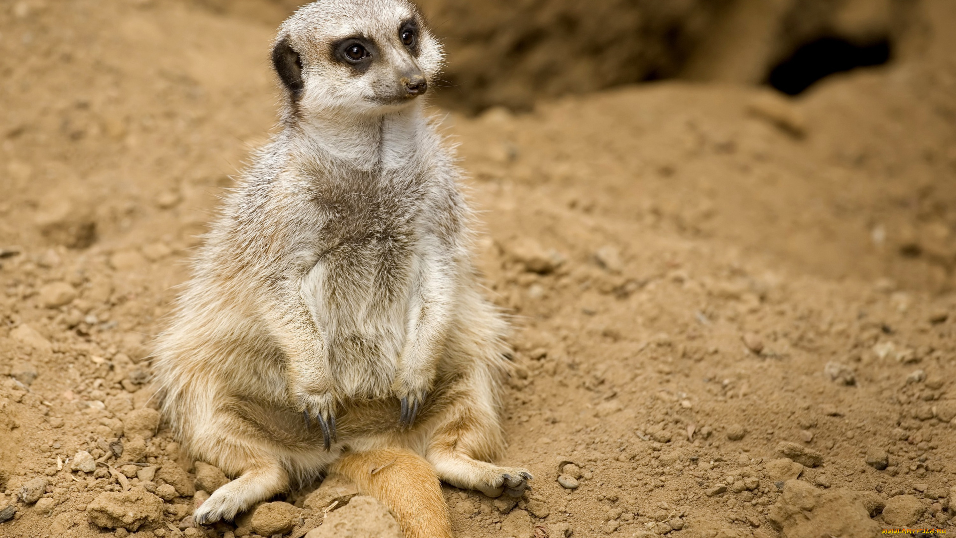 животные, сурикаты, забавный, поза