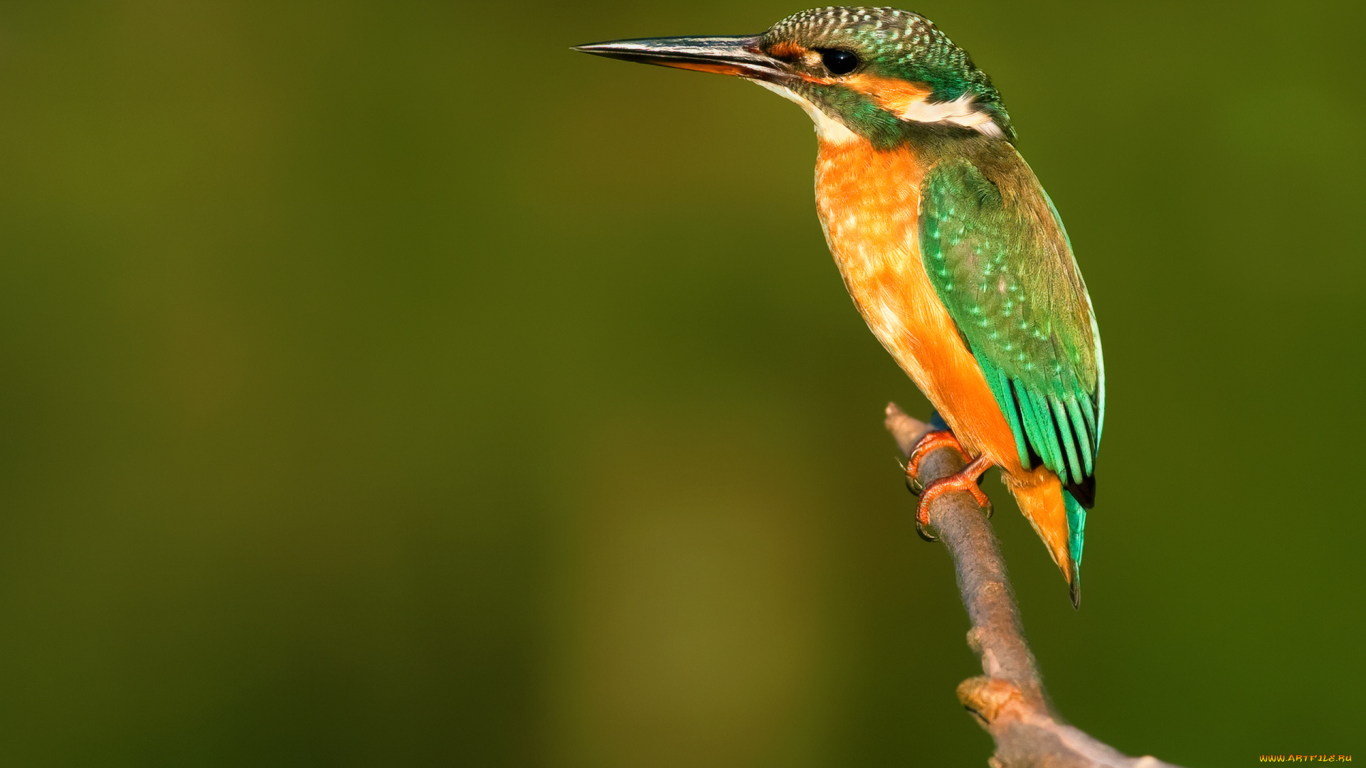 животные, зимородки, зимородок, сучок