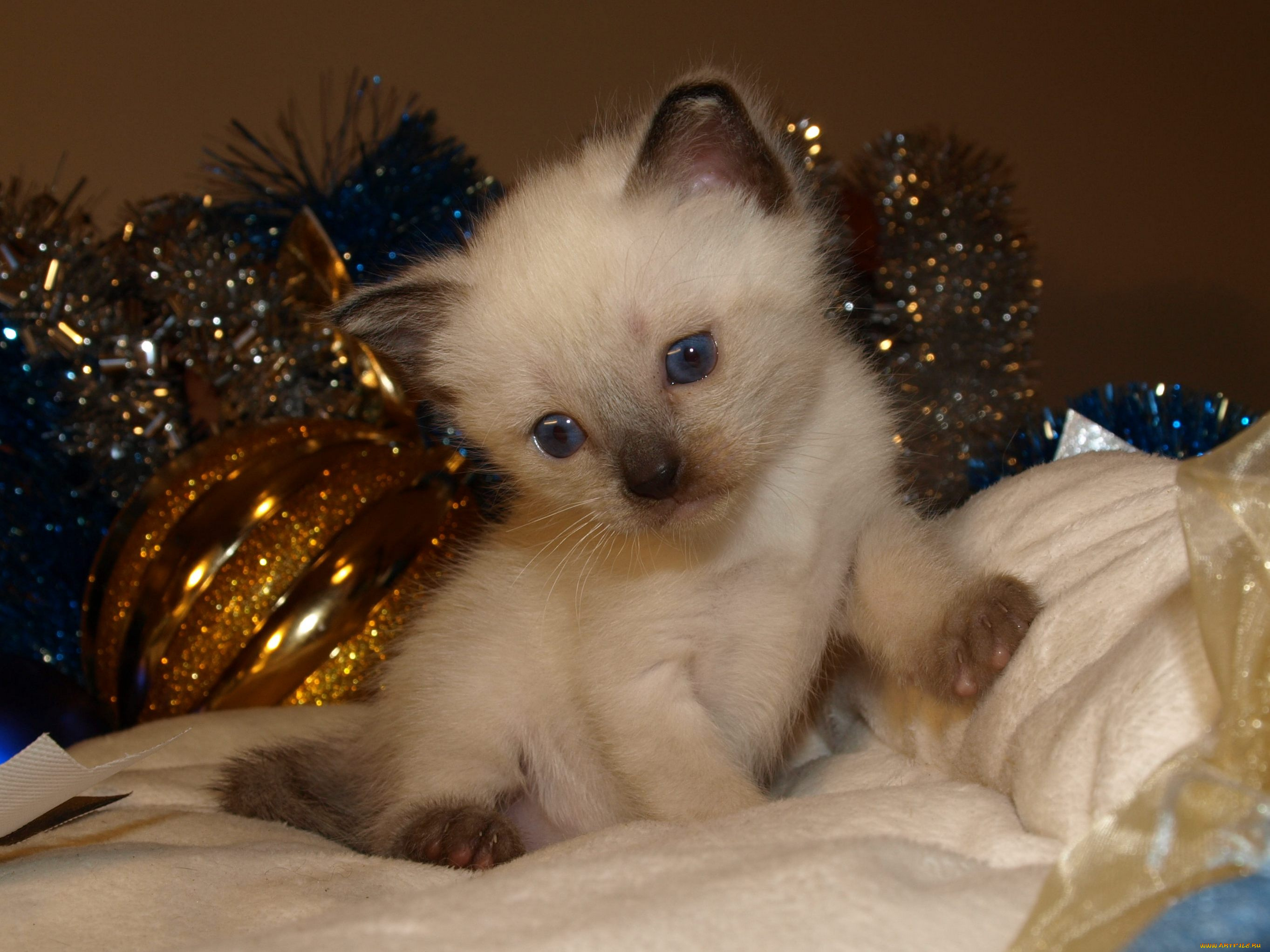 животные, коты, котёнок, кошка, кот