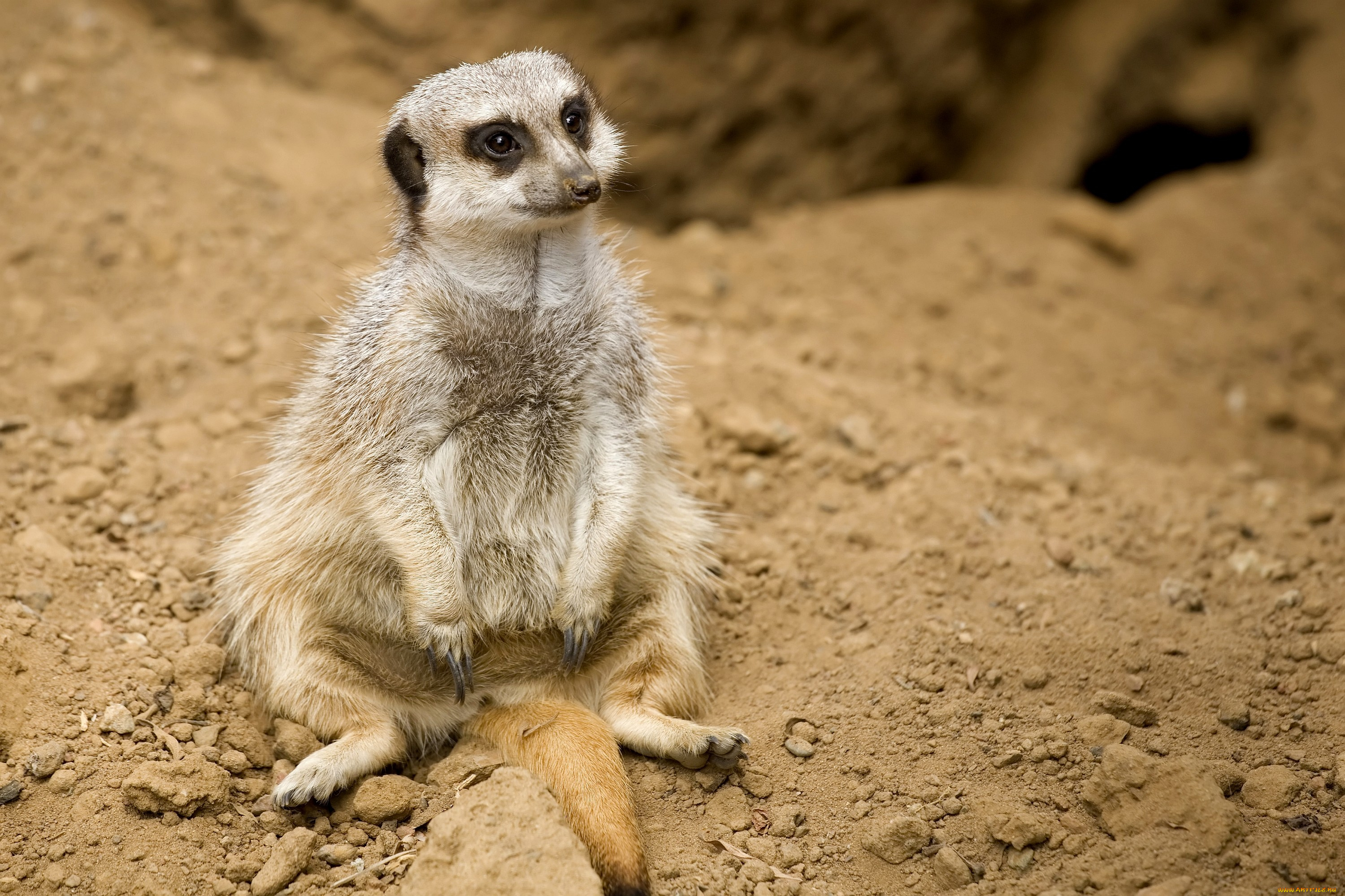 животные, сурикаты, забавный, поза