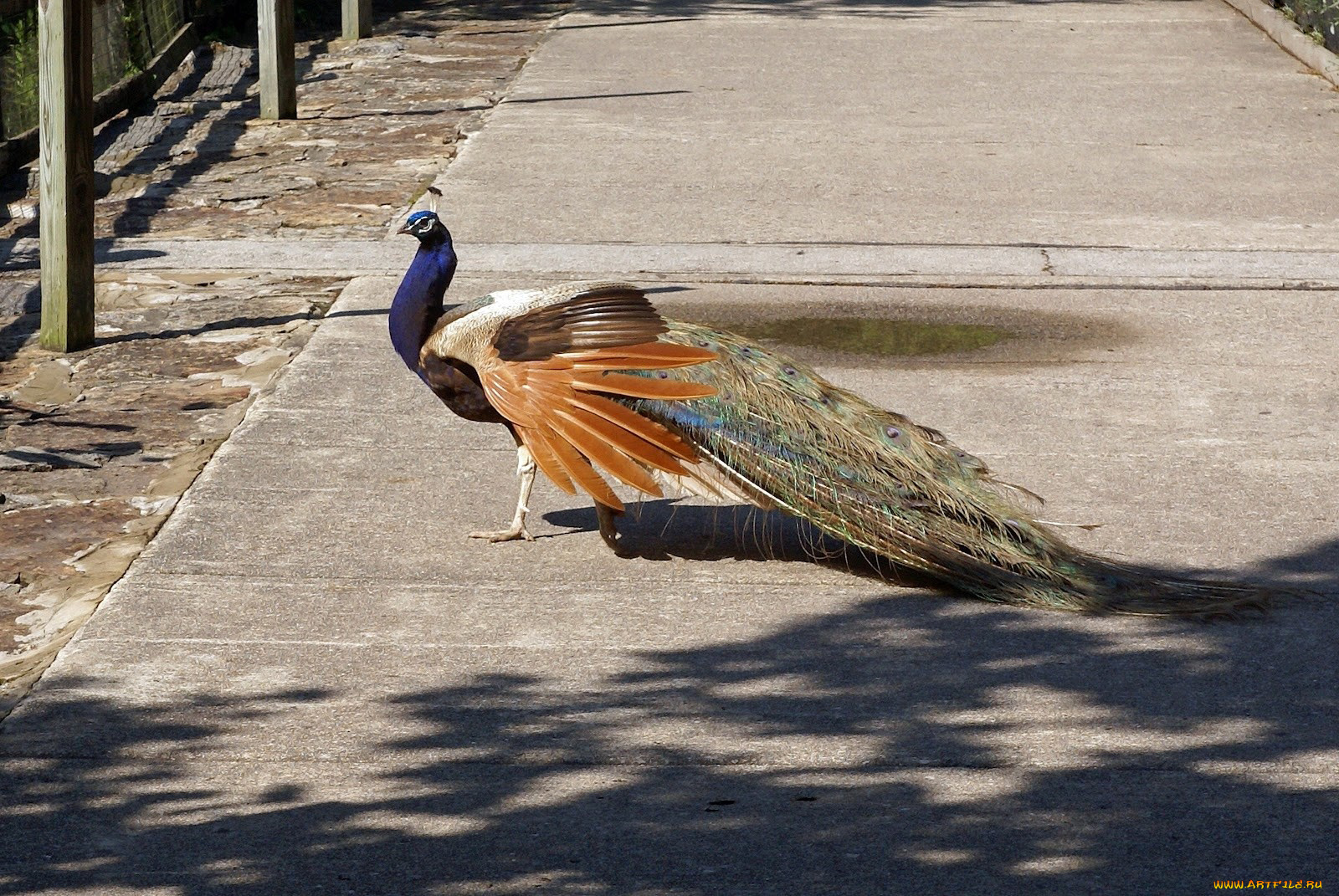 животные, павлины, хвост