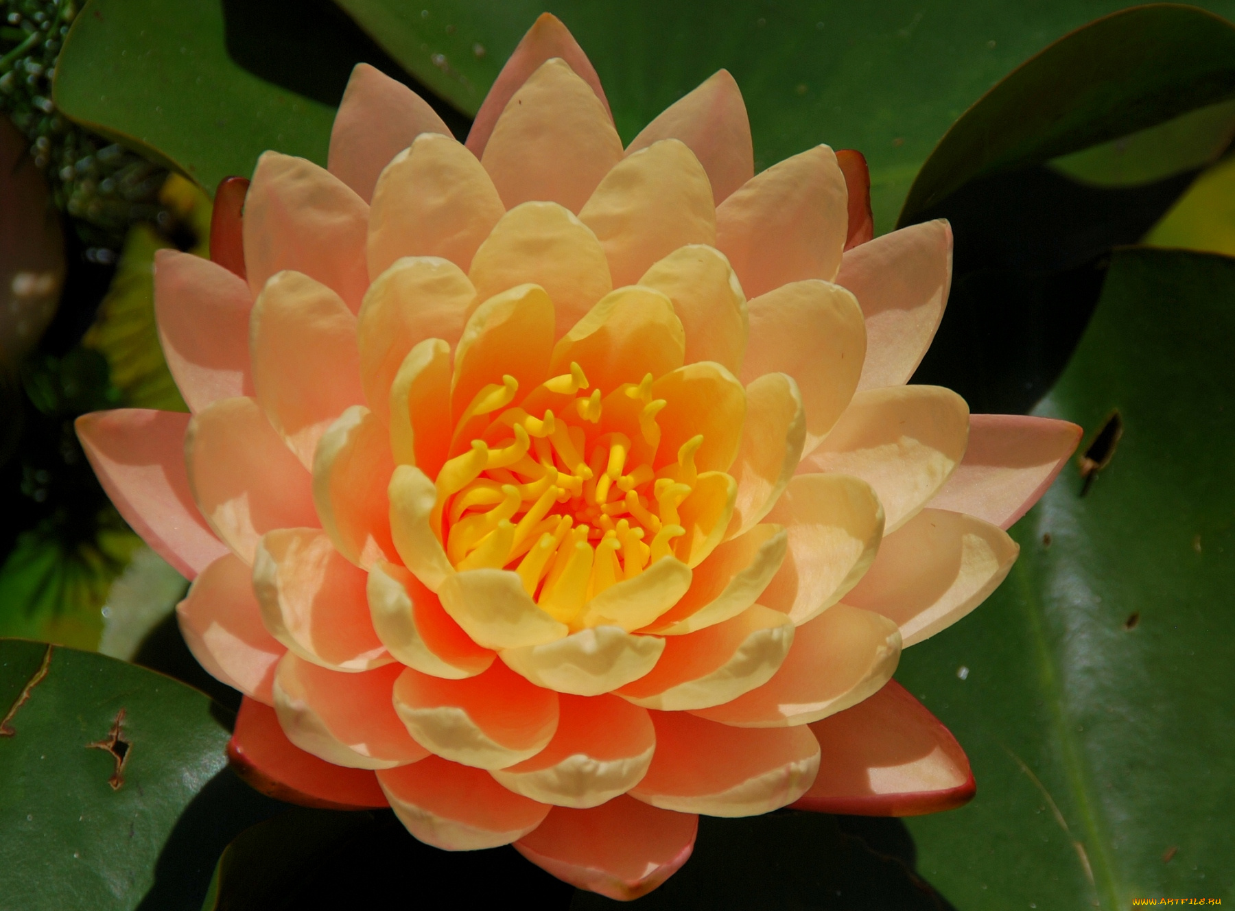 цветы, лилии, водяные, нимфеи, кувшинки, роскошный, желтый