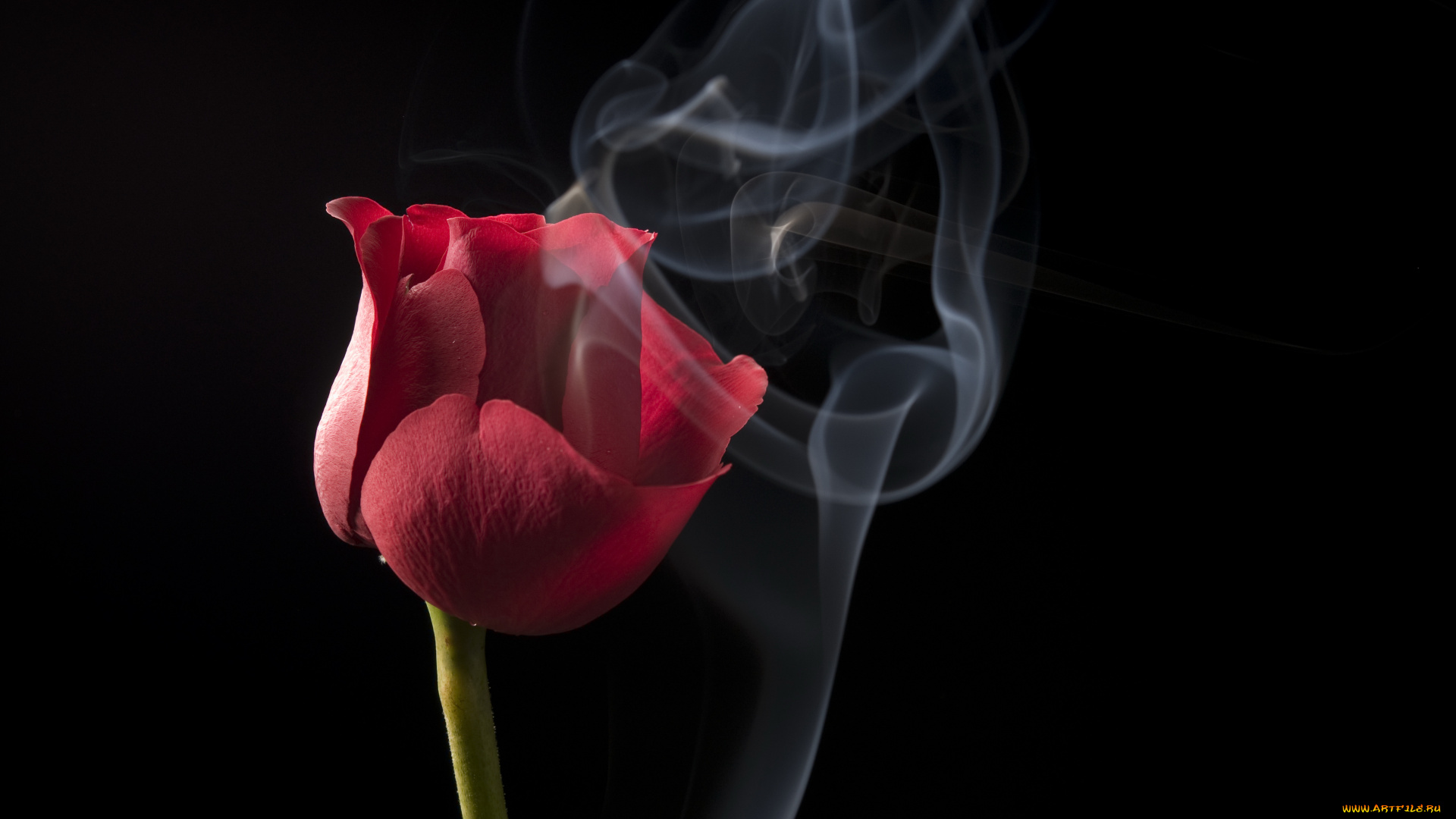 цветы, розы, фон, черный, дым, красная, роза