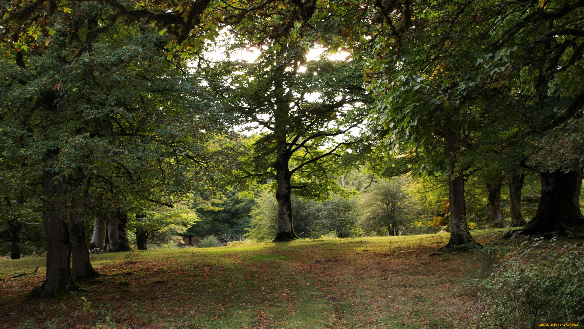 испания, наварра, природа, деревья, парк