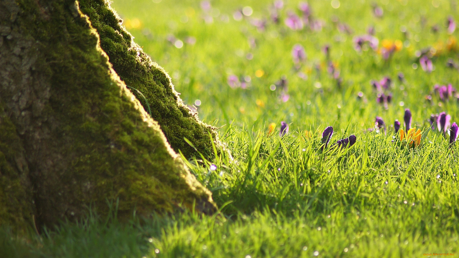 природа, луга, крокусы, трава, цветы, дерево