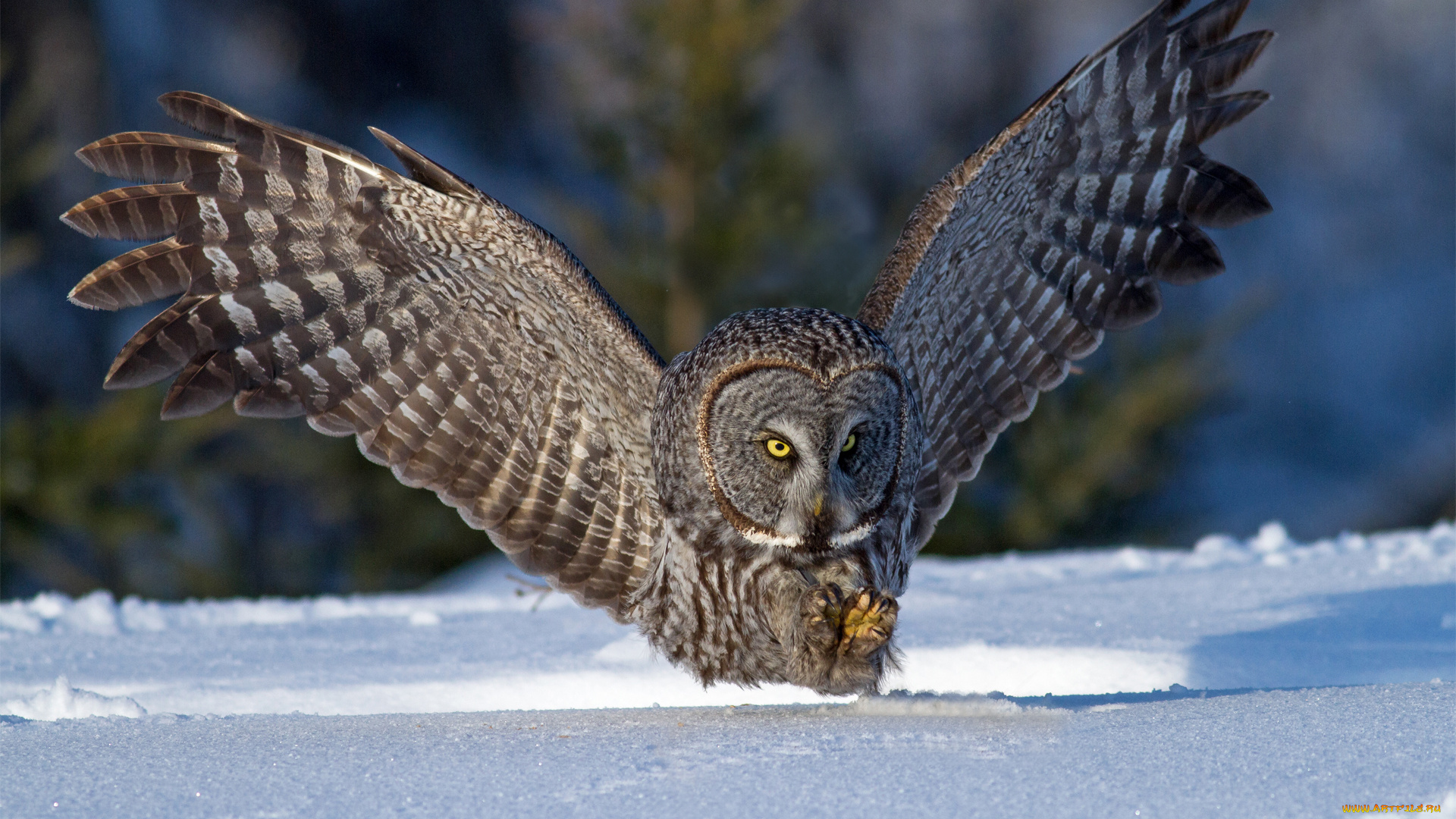 сова, животные, совы, снег, зима, птица