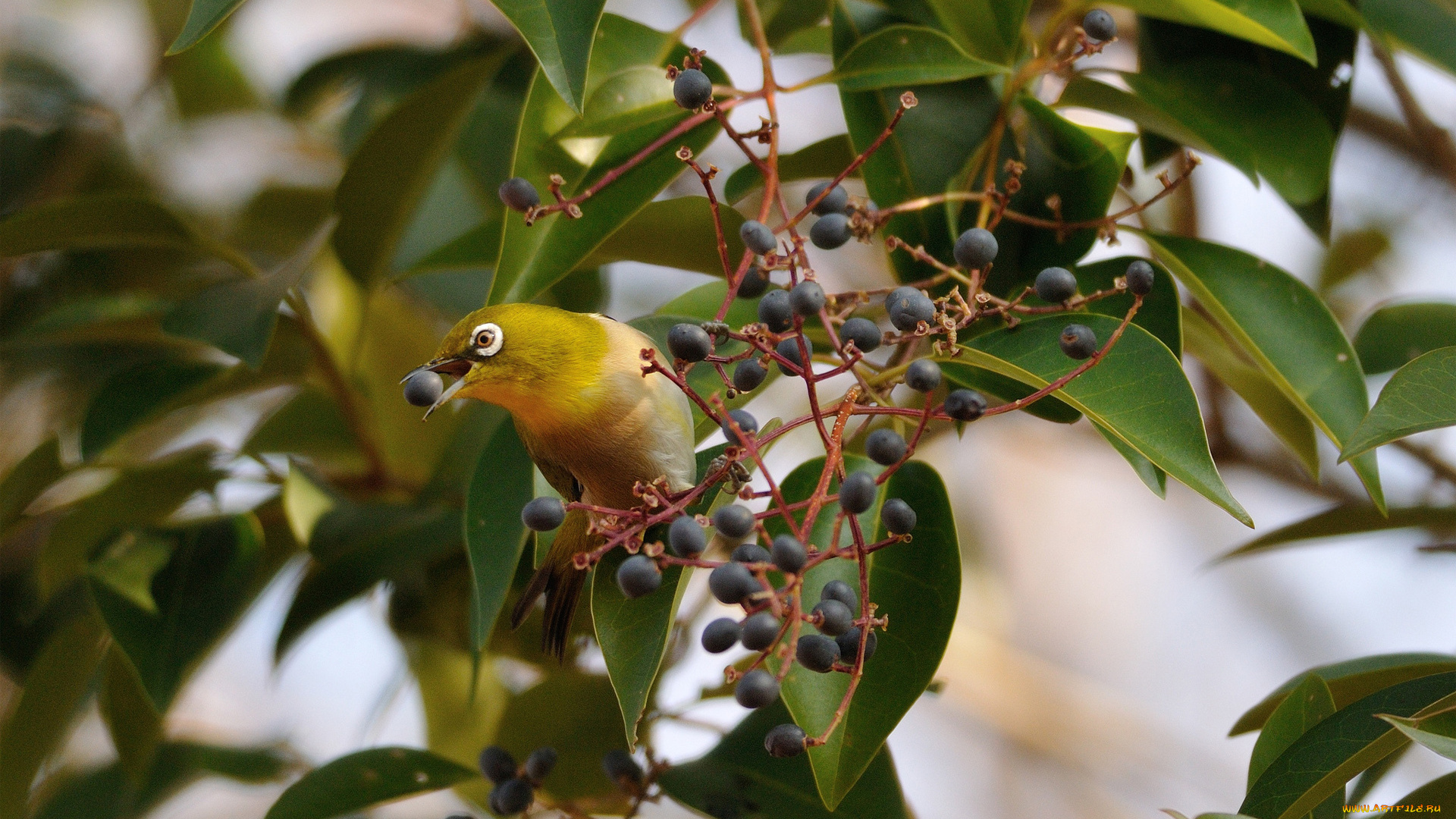 животные, белоглазки, ягоды, дерево, крона, птица, листья