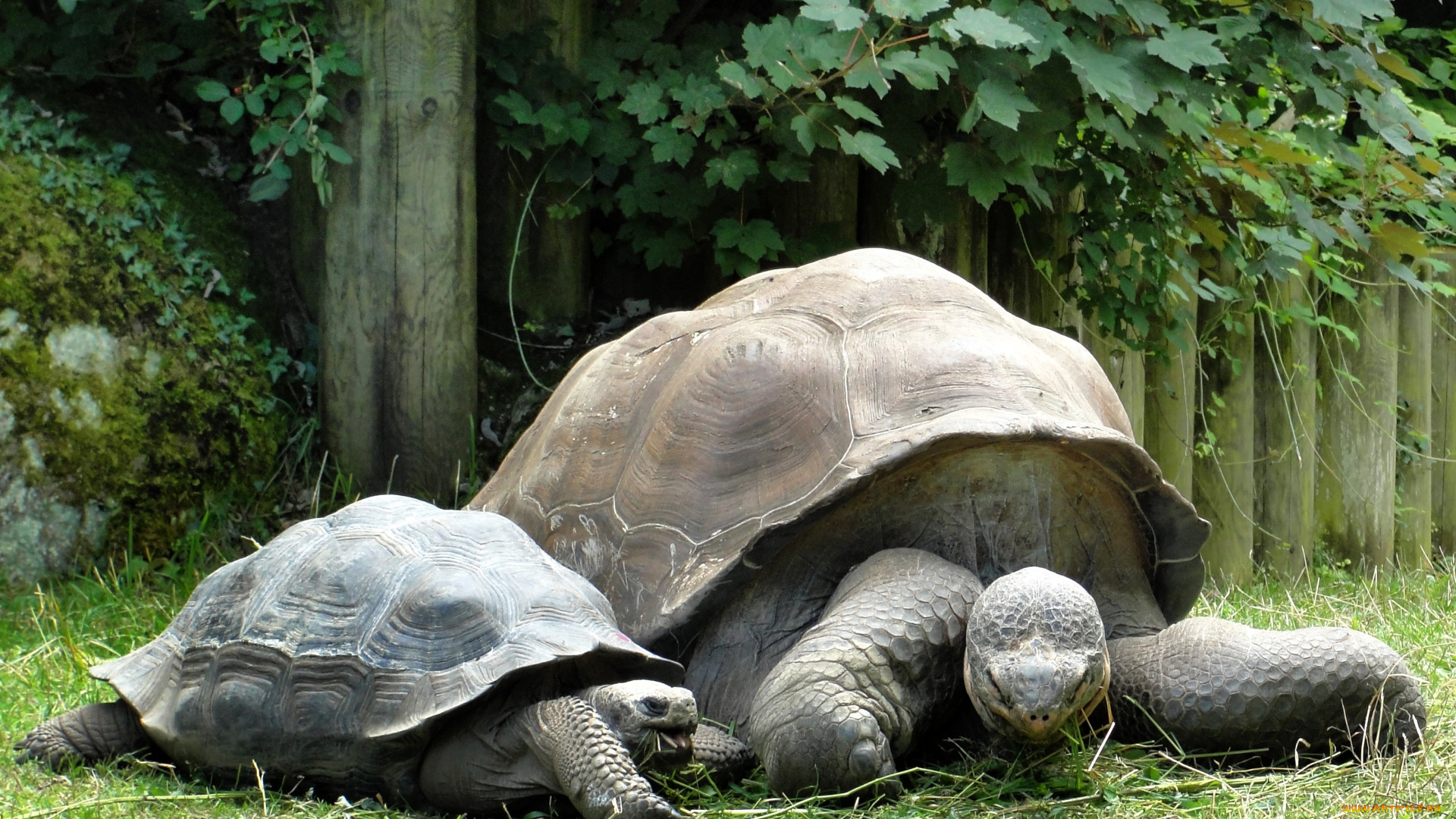 животные, Черепахи, черепахи, панцирь, семья, природа