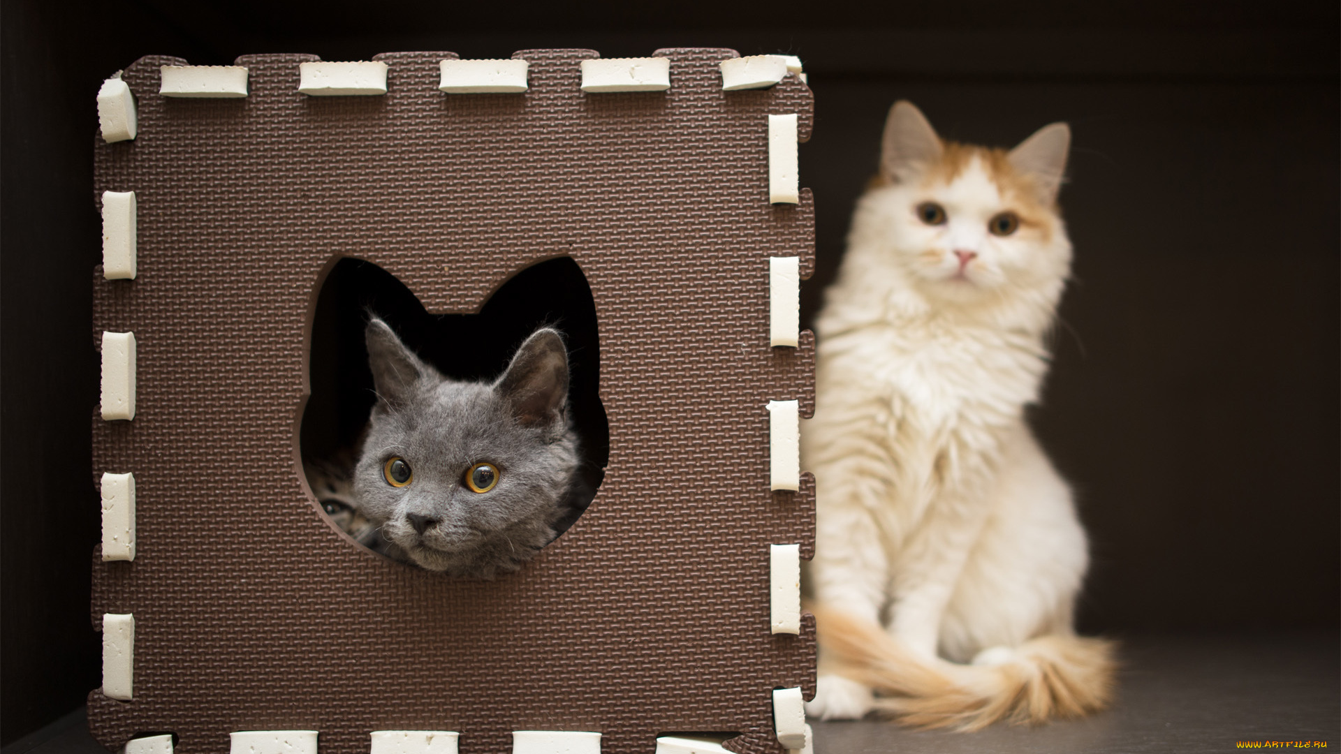 животные, коты, игра, морда, домик, фокус, размытость, кошки