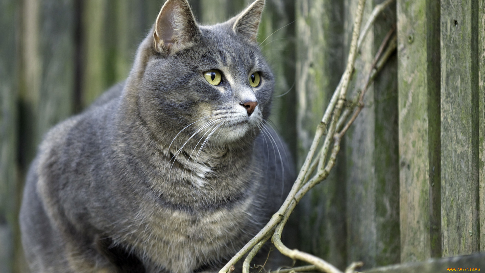 животные, коты, кошка, забор