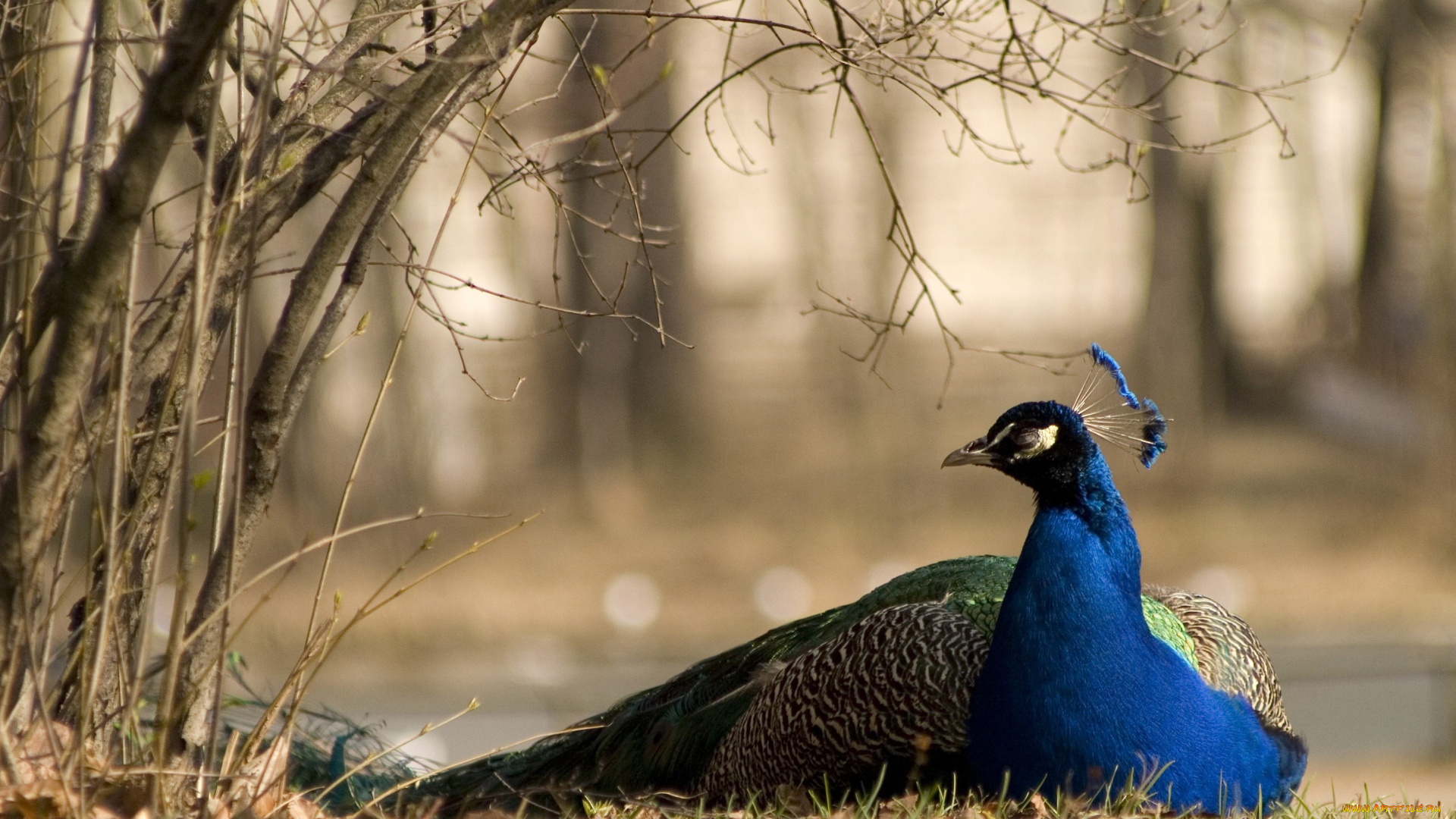 животные, павлины, хохолок