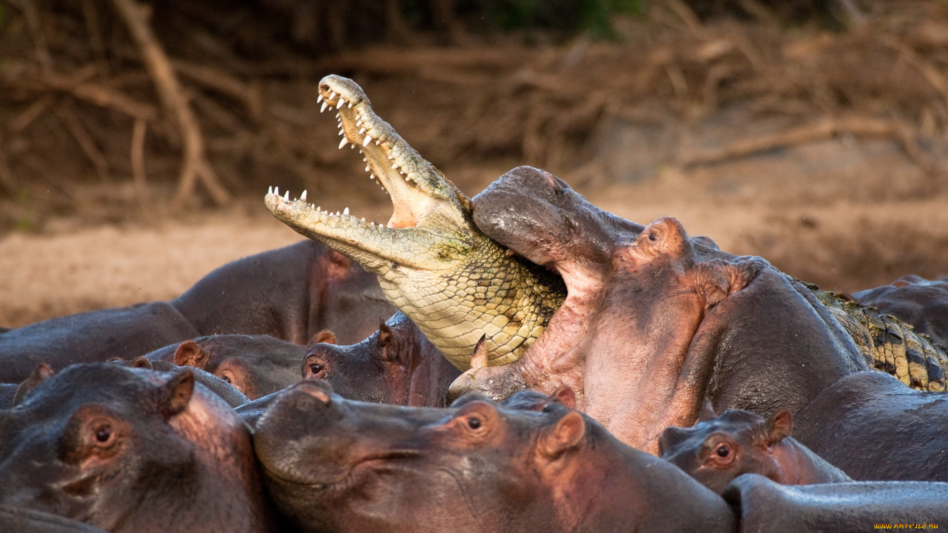 животные, разные, вместе, обреченность, бегемоты, стадо, атака, захват, крокодил, жертва, безвыходность