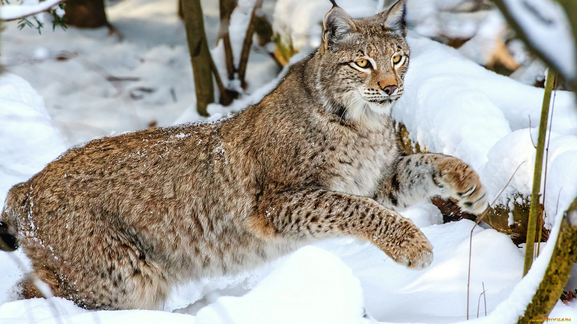 животные, рыси, кошка, снег