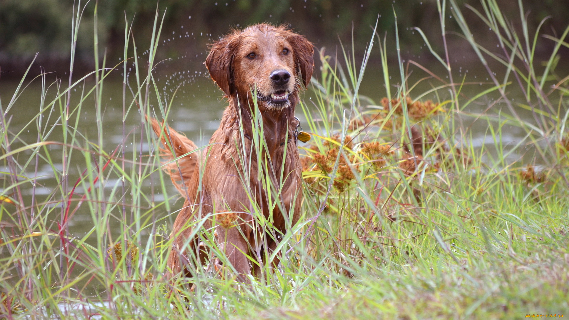 животные, собаки, лето, собака