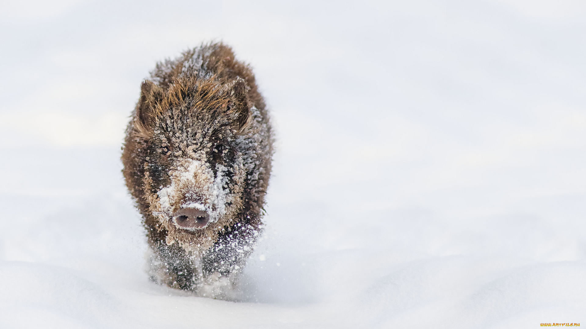 животные, свиньи, кабаны, кабанчик, снег