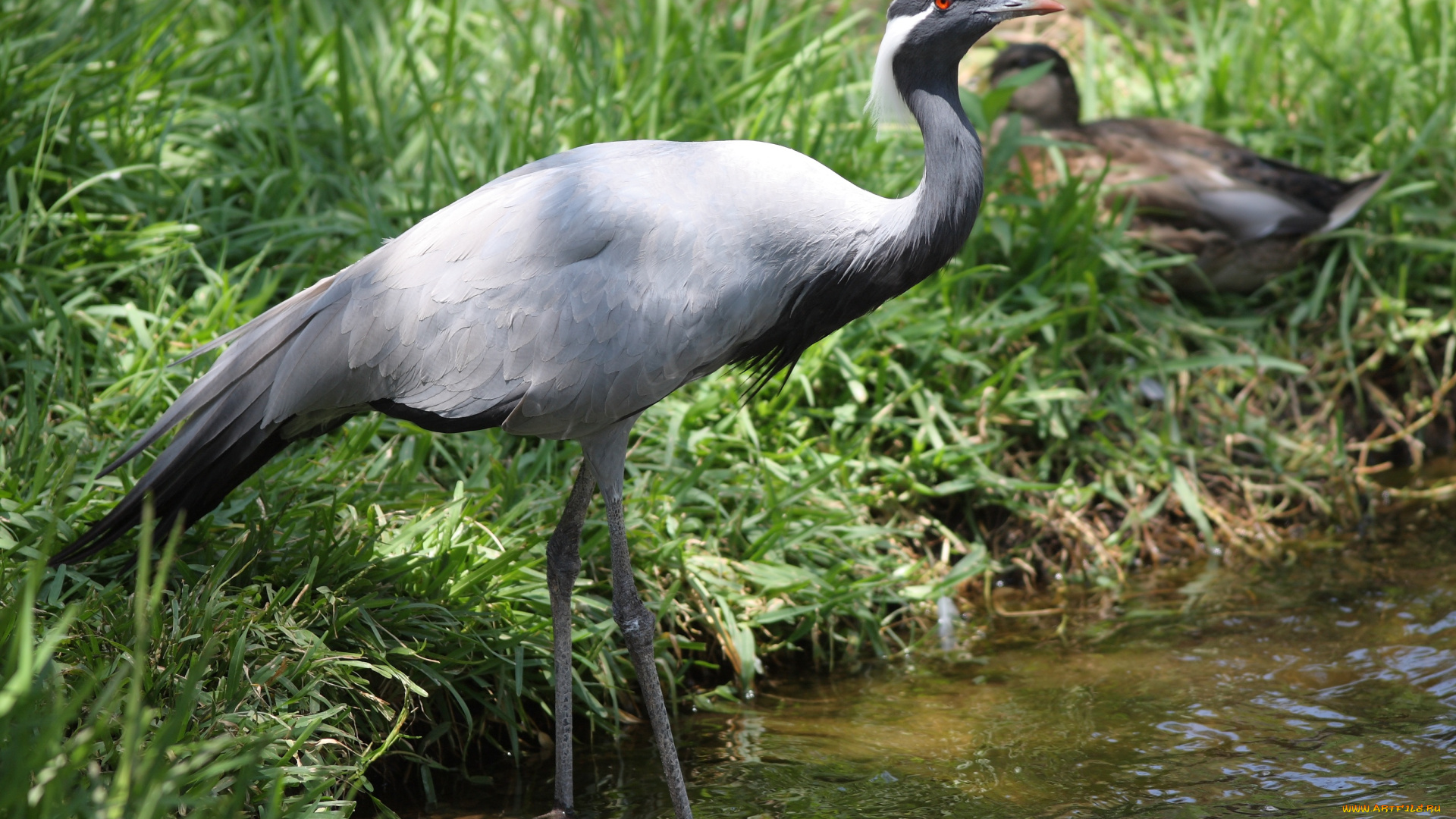 животные, журавли, журавль, берег, река, трава