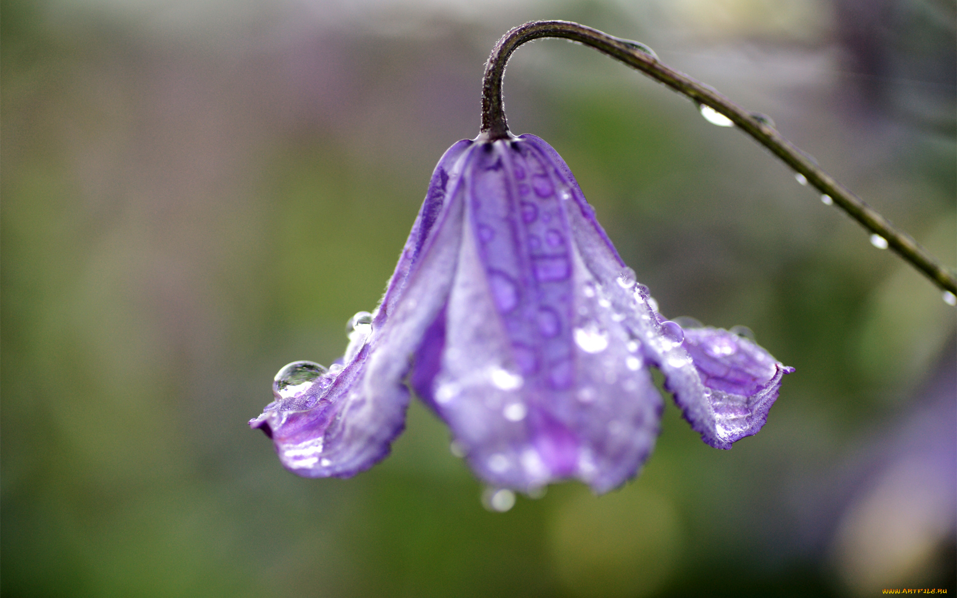цветы, поникший, цветок, мокрый, капли