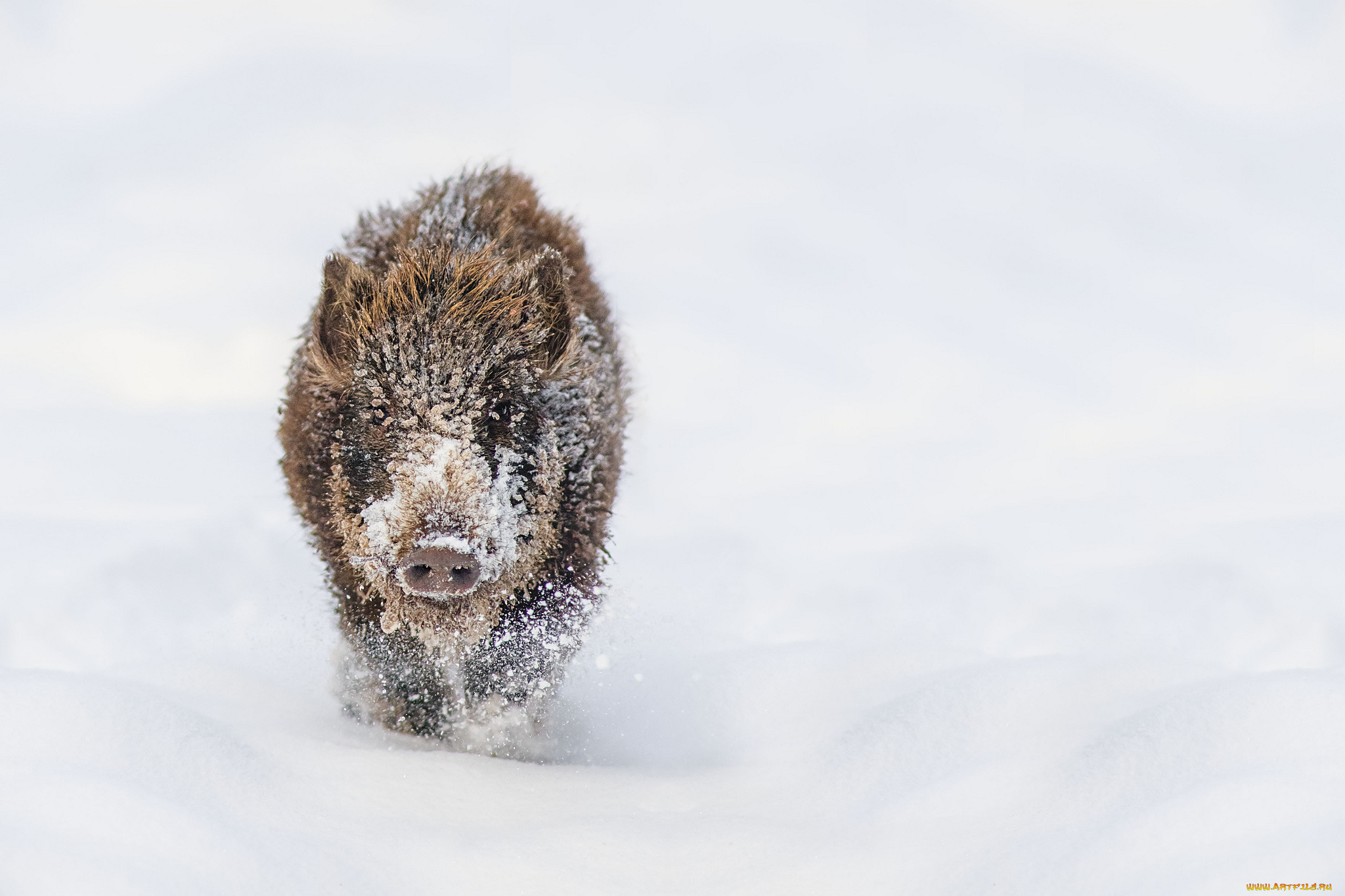 животные, свиньи, кабаны, кабанчик, снег