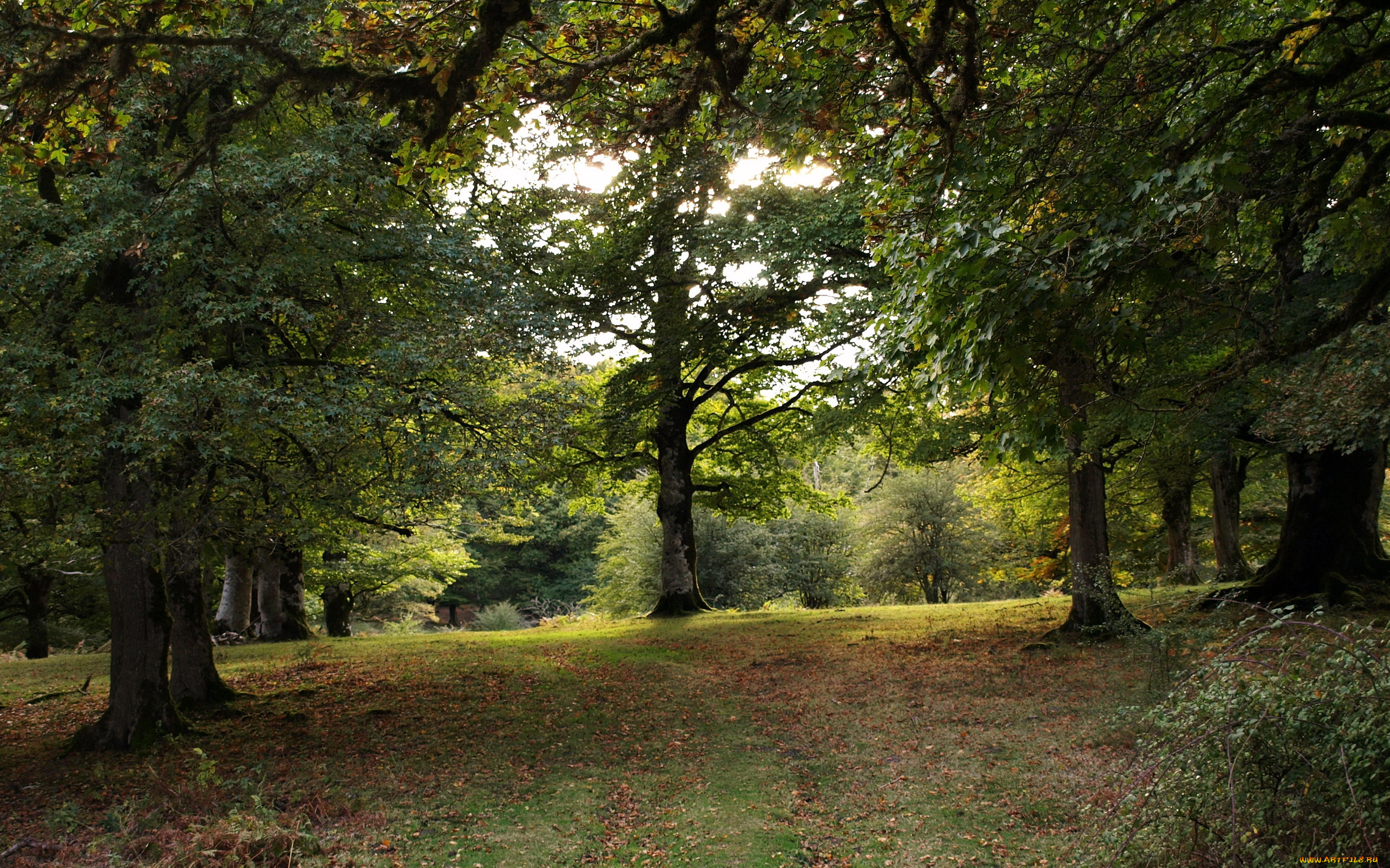 испания, наварра, природа, деревья, парк
