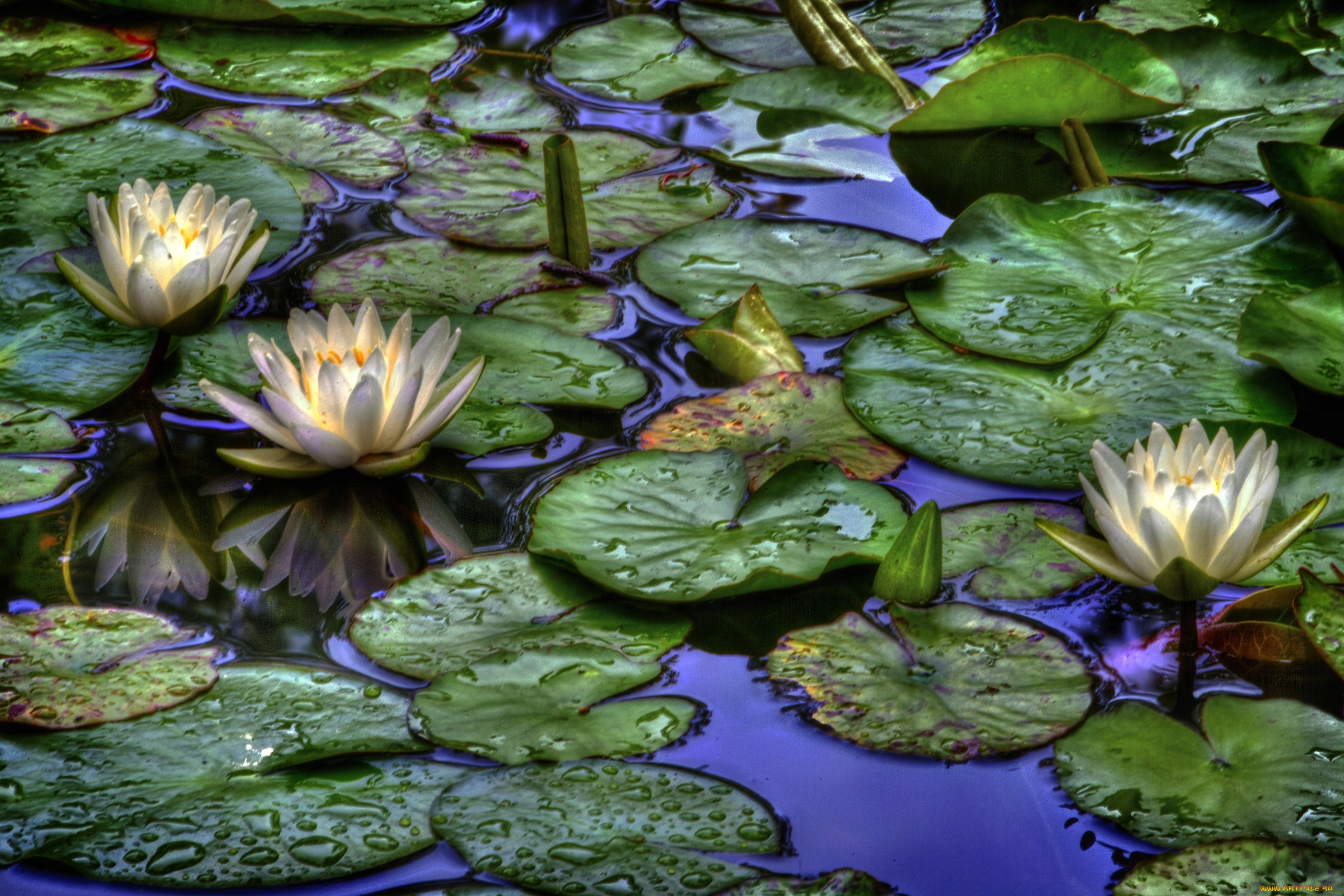 цветы, лилии, водяные, нимфеи, кувшинки, белый, листья, вода