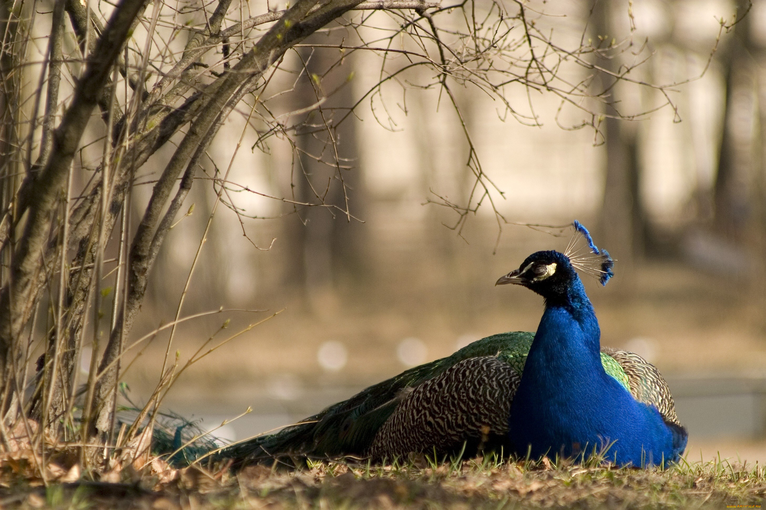животные, павлины, хохолок
