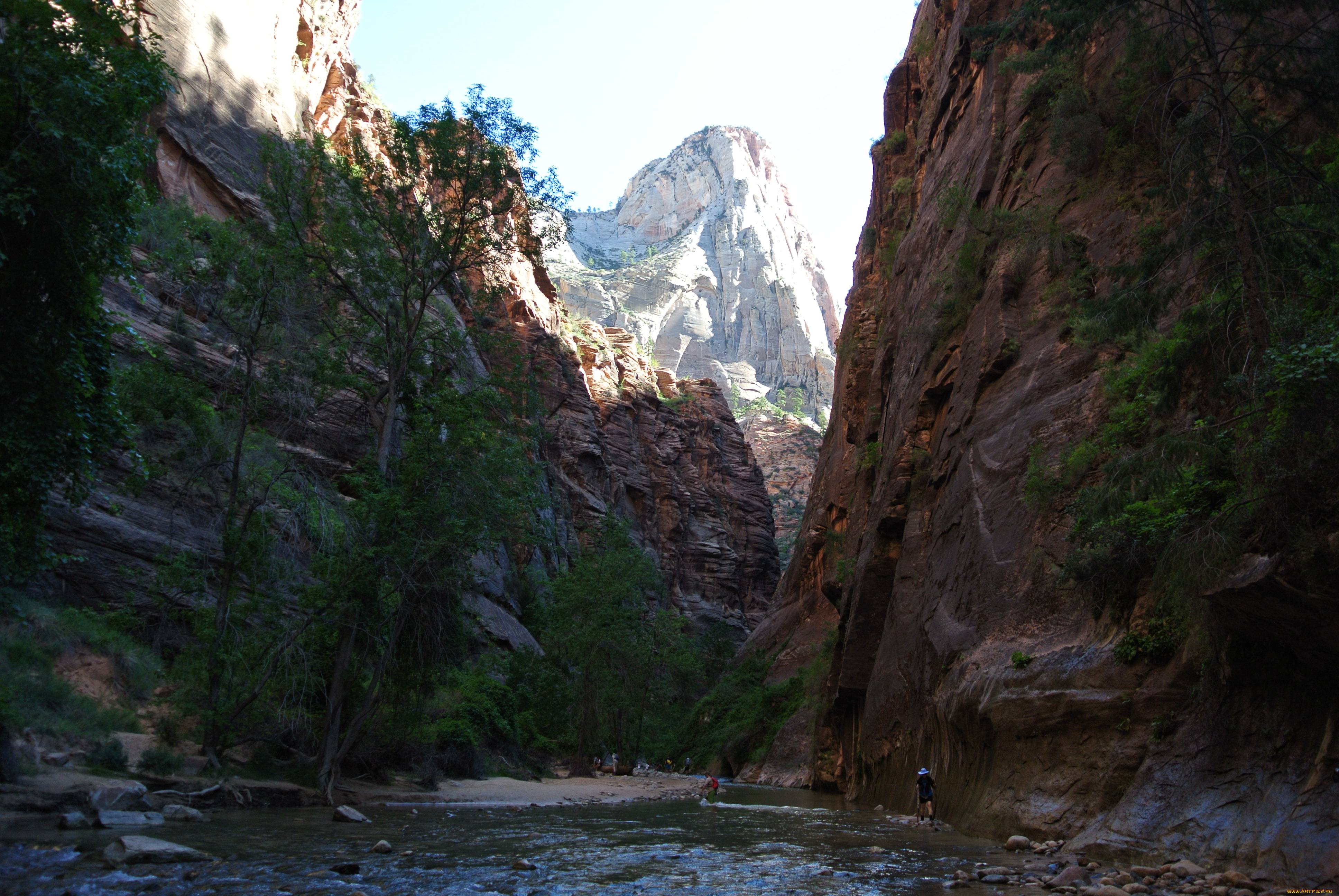 zion, national, park, природа, горы, лес, река