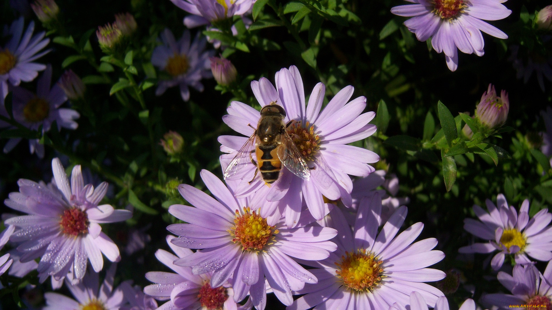 цветы, астры, сиреневые, насекомое, крылышки