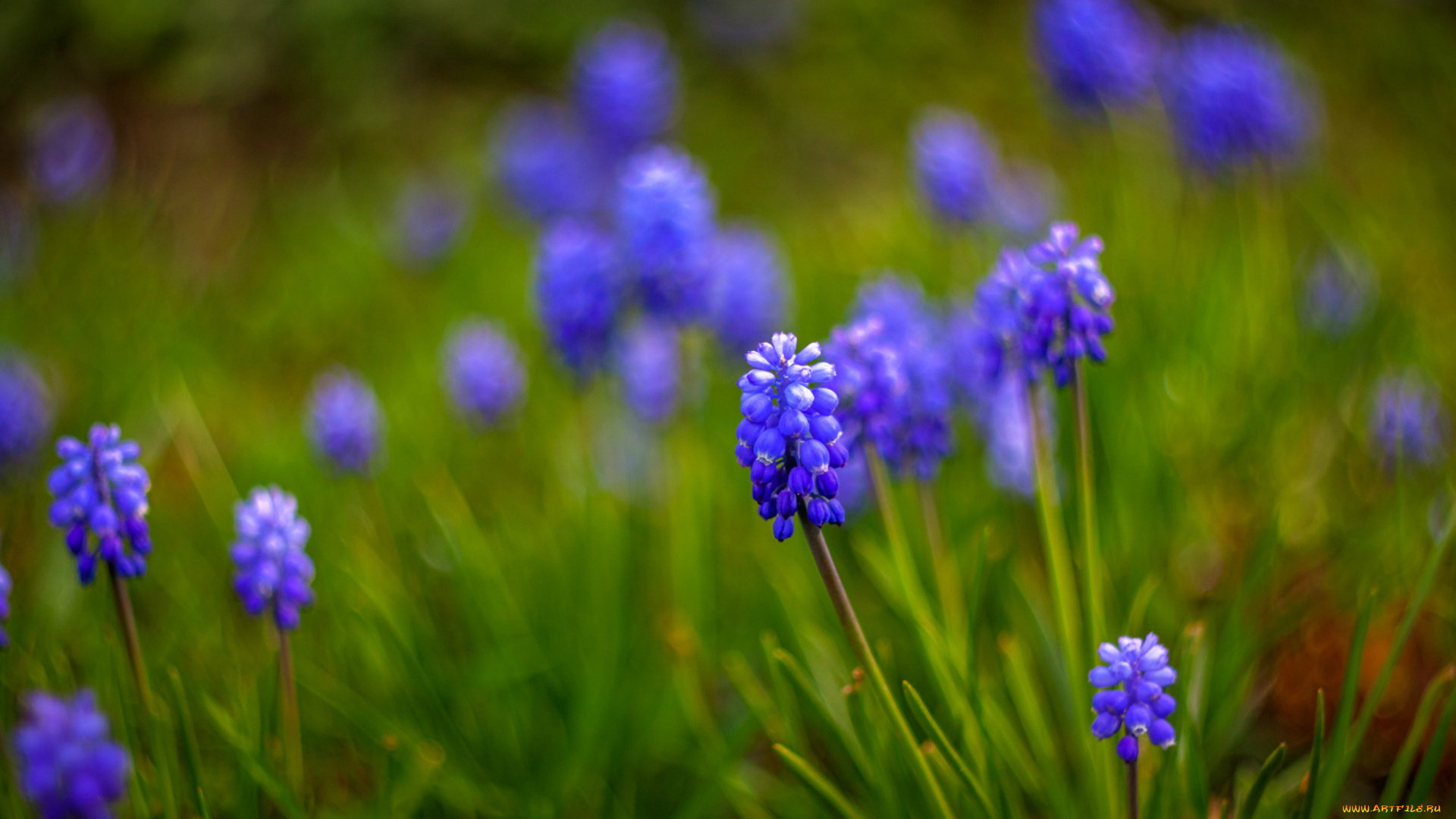 цветы, гиацинты, мускари, размытость, синие