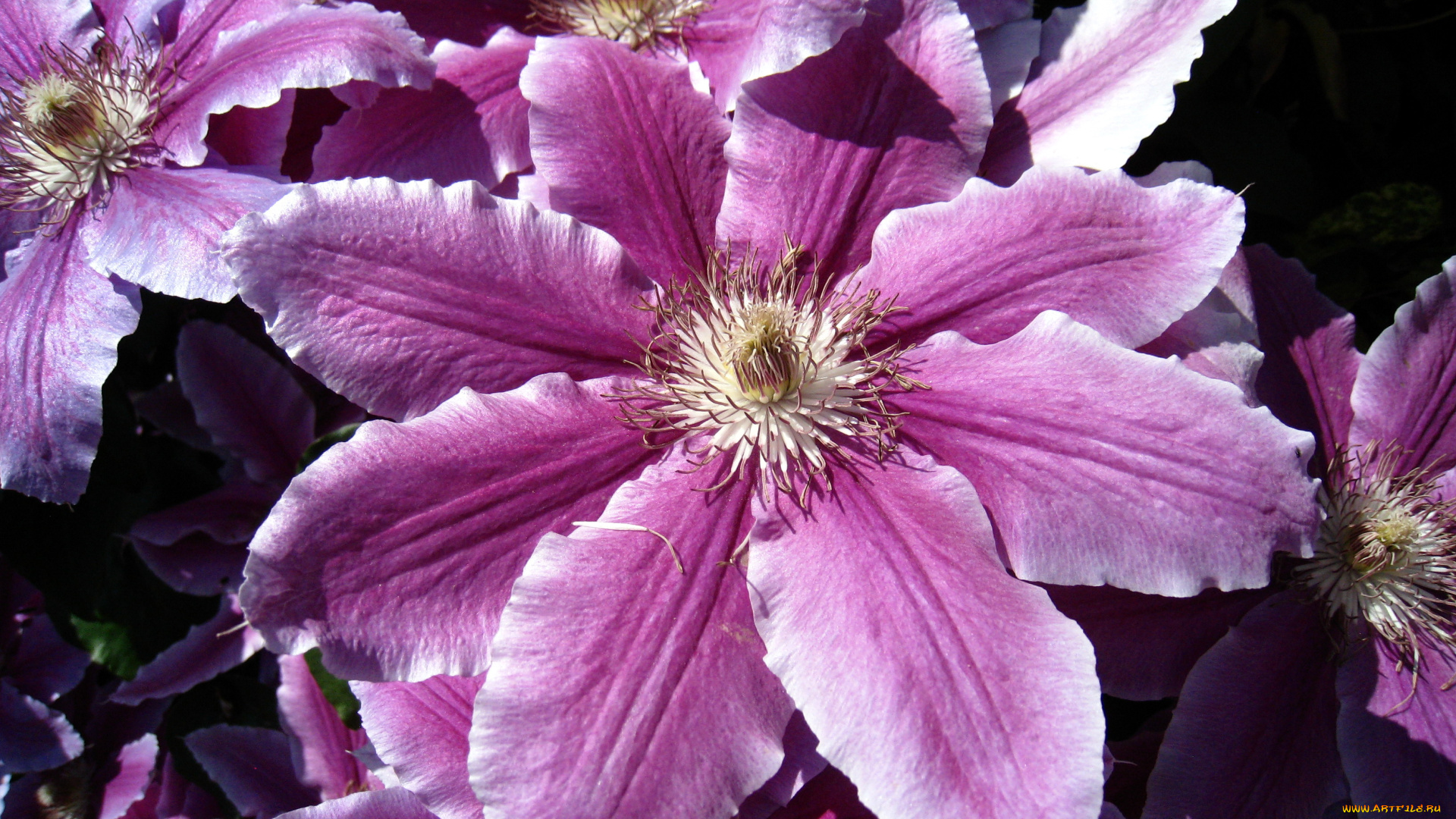 цветы, клематис, , ломонос, макро