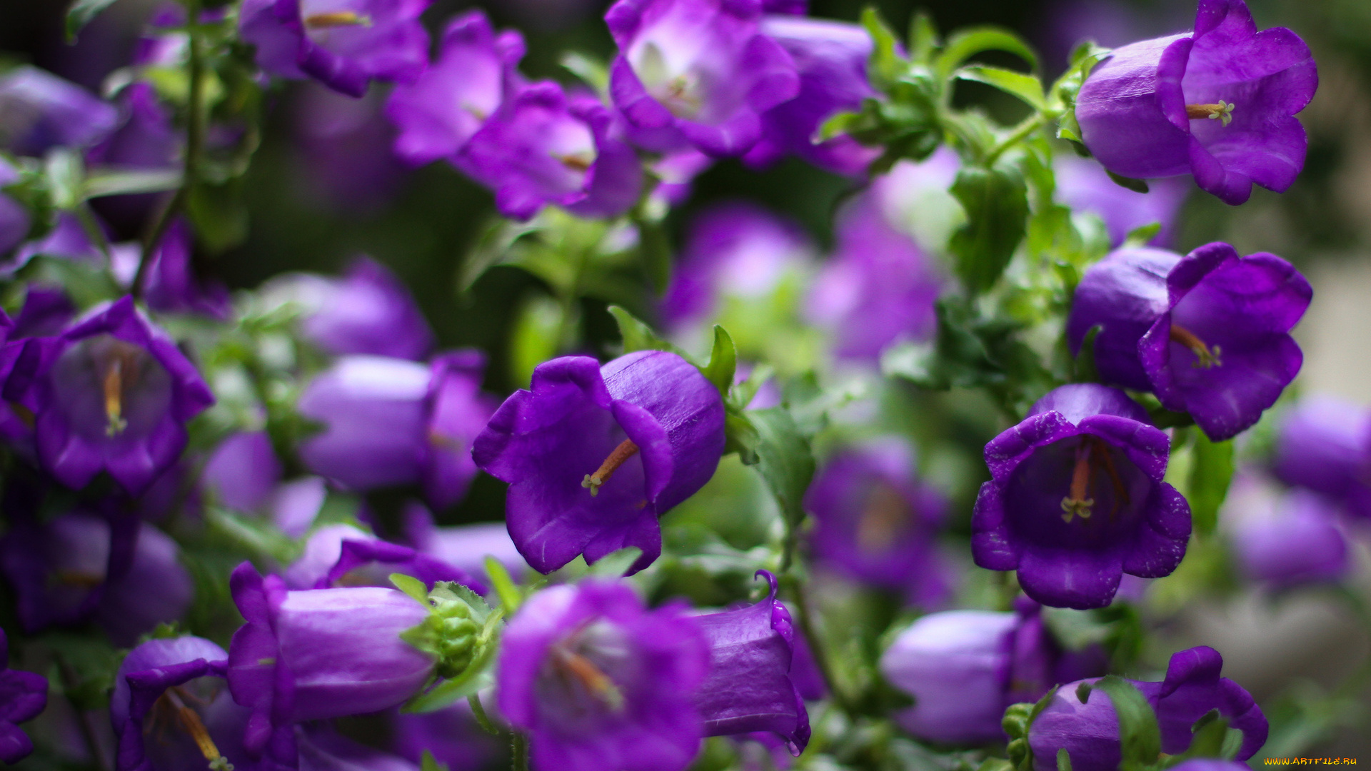 цветы, колокольчики, фиолетовые, лепестки, фокус