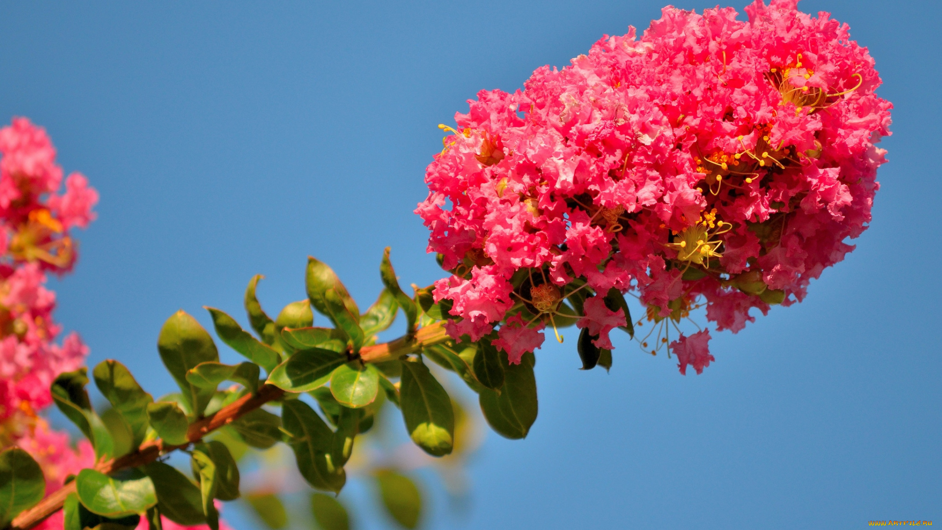 цветы, лагерстрёмия, ветка