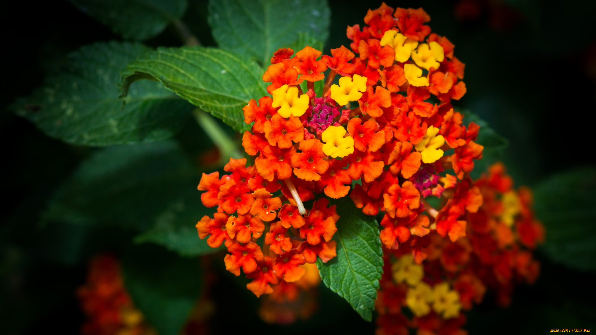 цветы, лантана, , вербена