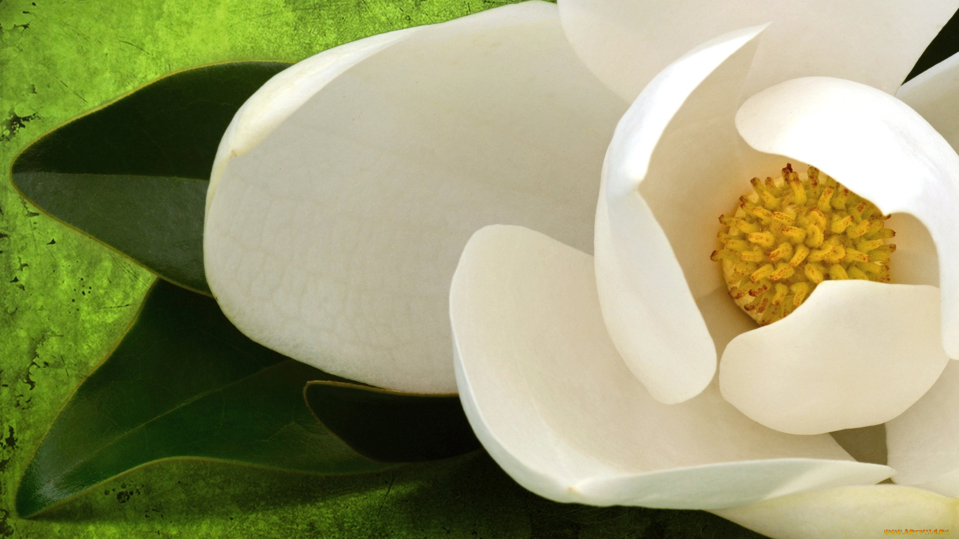 цветы, магнолии, макро