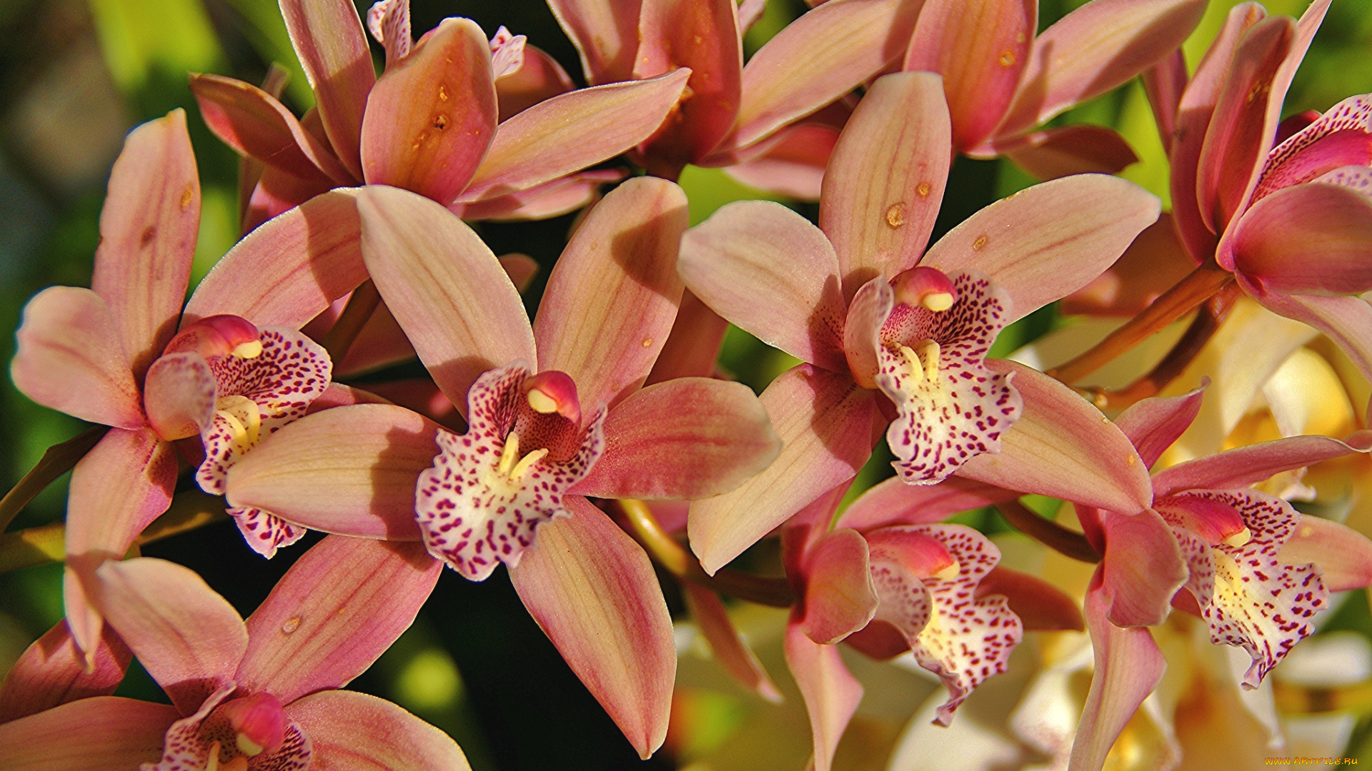 цветы, орхидеи, экзотика