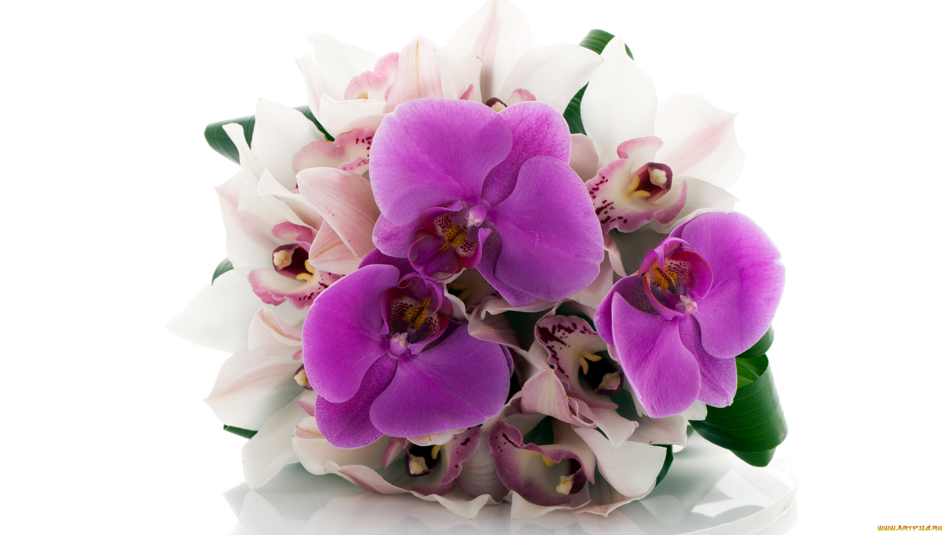 цветы, орхидеи, экзотика