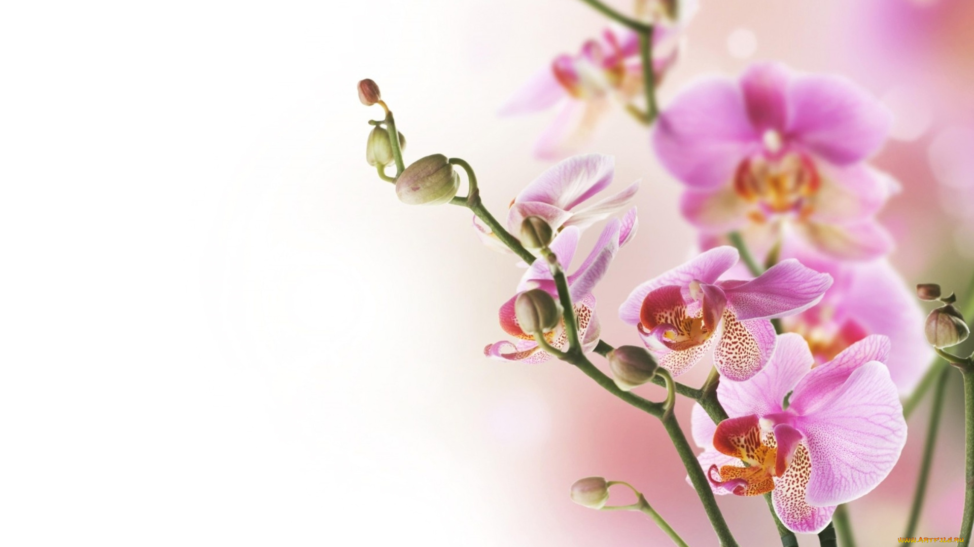 цветы, орхидеи, розовый